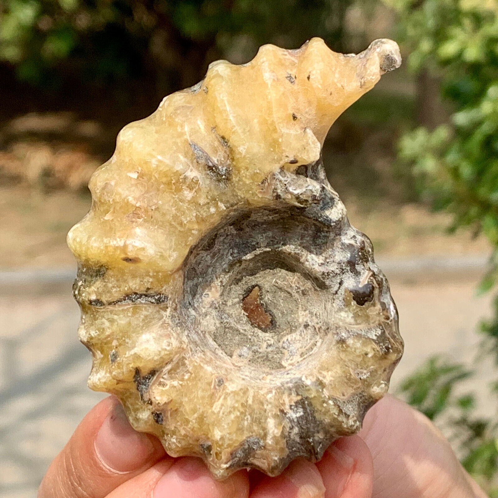 115G Rare Natural Tentacle Ammonite FossilSpecimen Shell Healing Madagascar