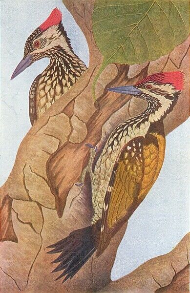 BIRDS OF INDIA. Northern golden-backed Woodpecker(Brachypternus aurantius) 1924