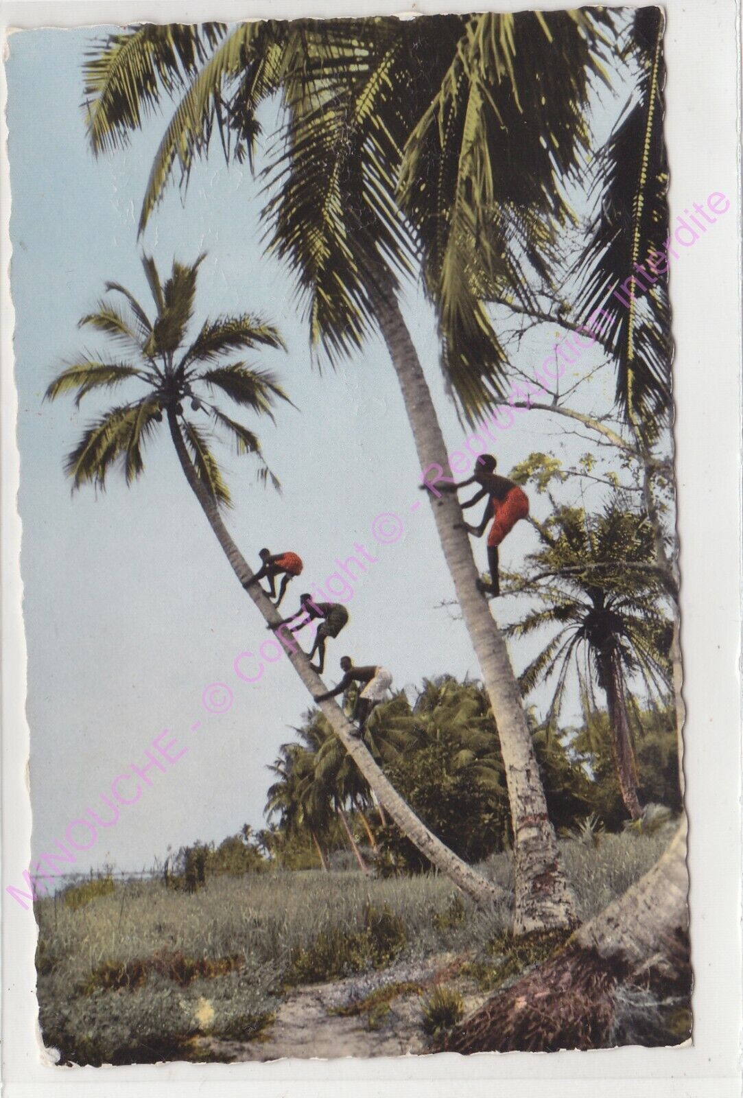 Cpsm Africa La Picking Of Coconut EDT Borel ca1961