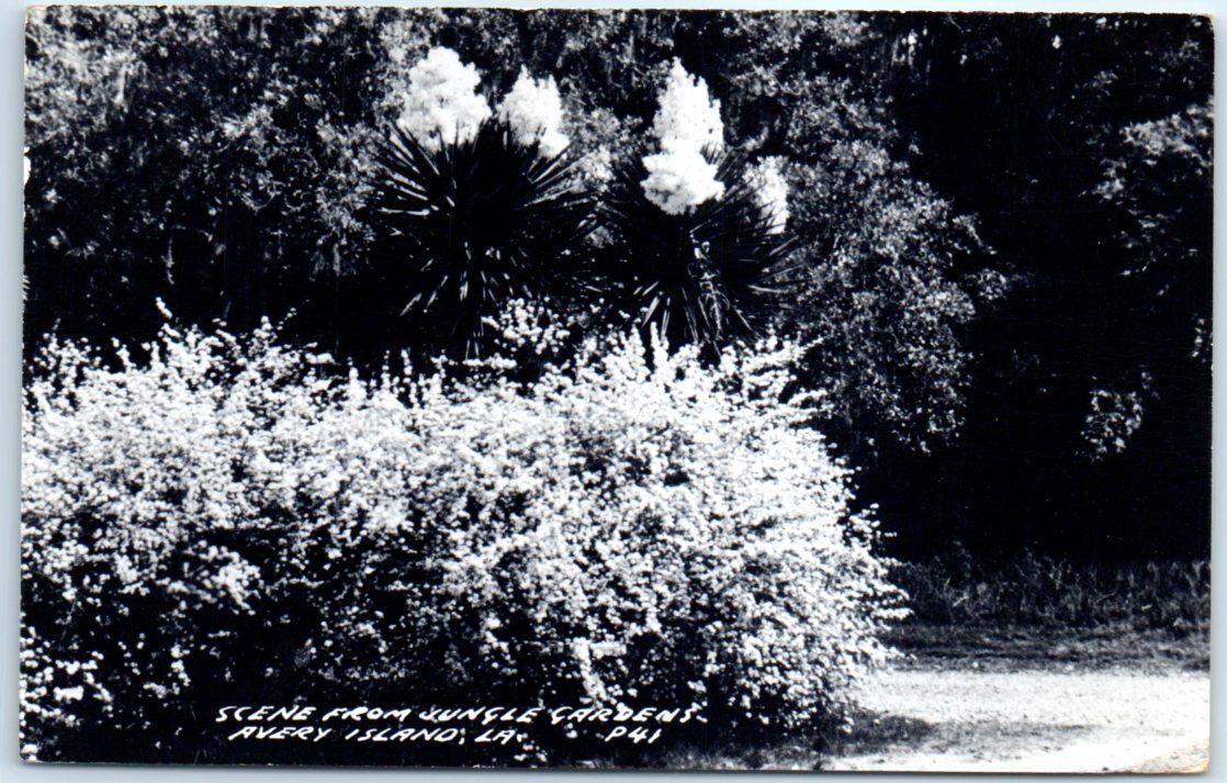 Postcard - Scene from Jungle Gardens, Avery Island, Louisiana, USA
