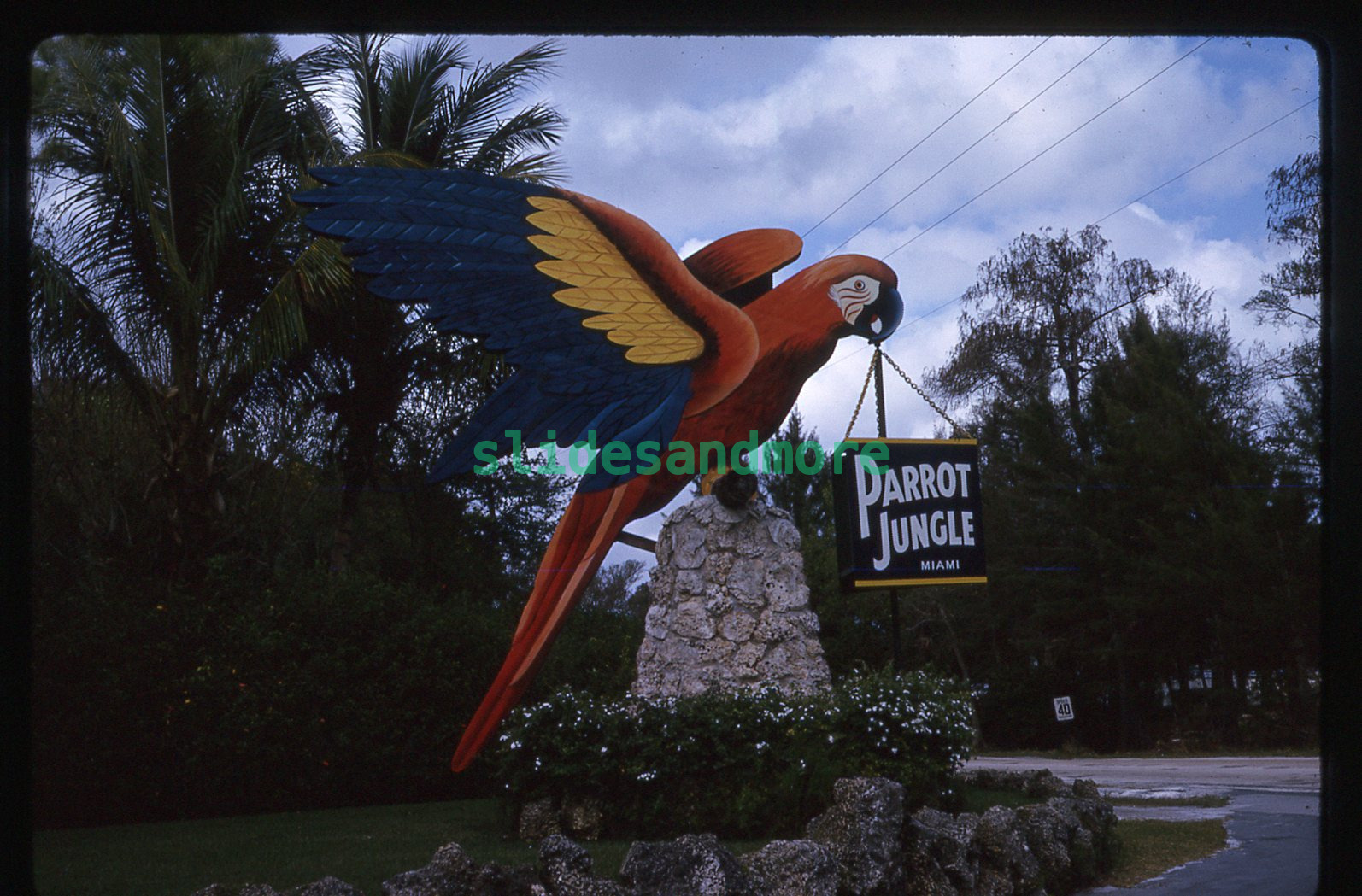 1964 Original Slide - PARROT JUNGLE Miami FL Florida Entrance Sign
