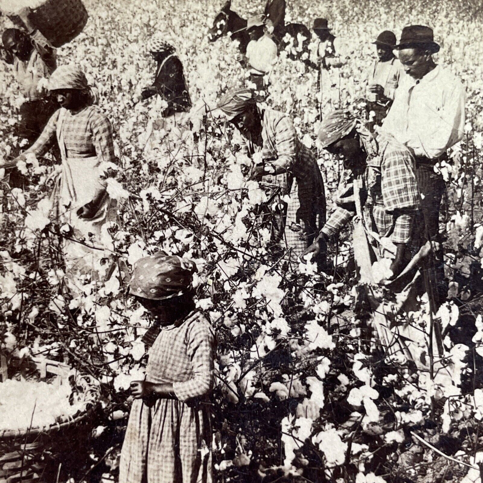 Antique 1895 Cotton Picking Plantation In Georgia Stereoview Photo Card P1494
