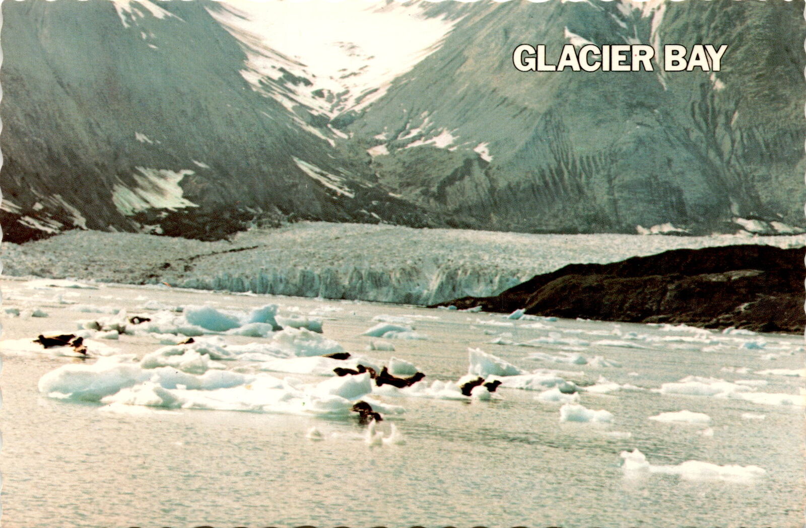 Riggs Glacier, Glacier Bay National Monument, Alaska, wildlife, Postcard