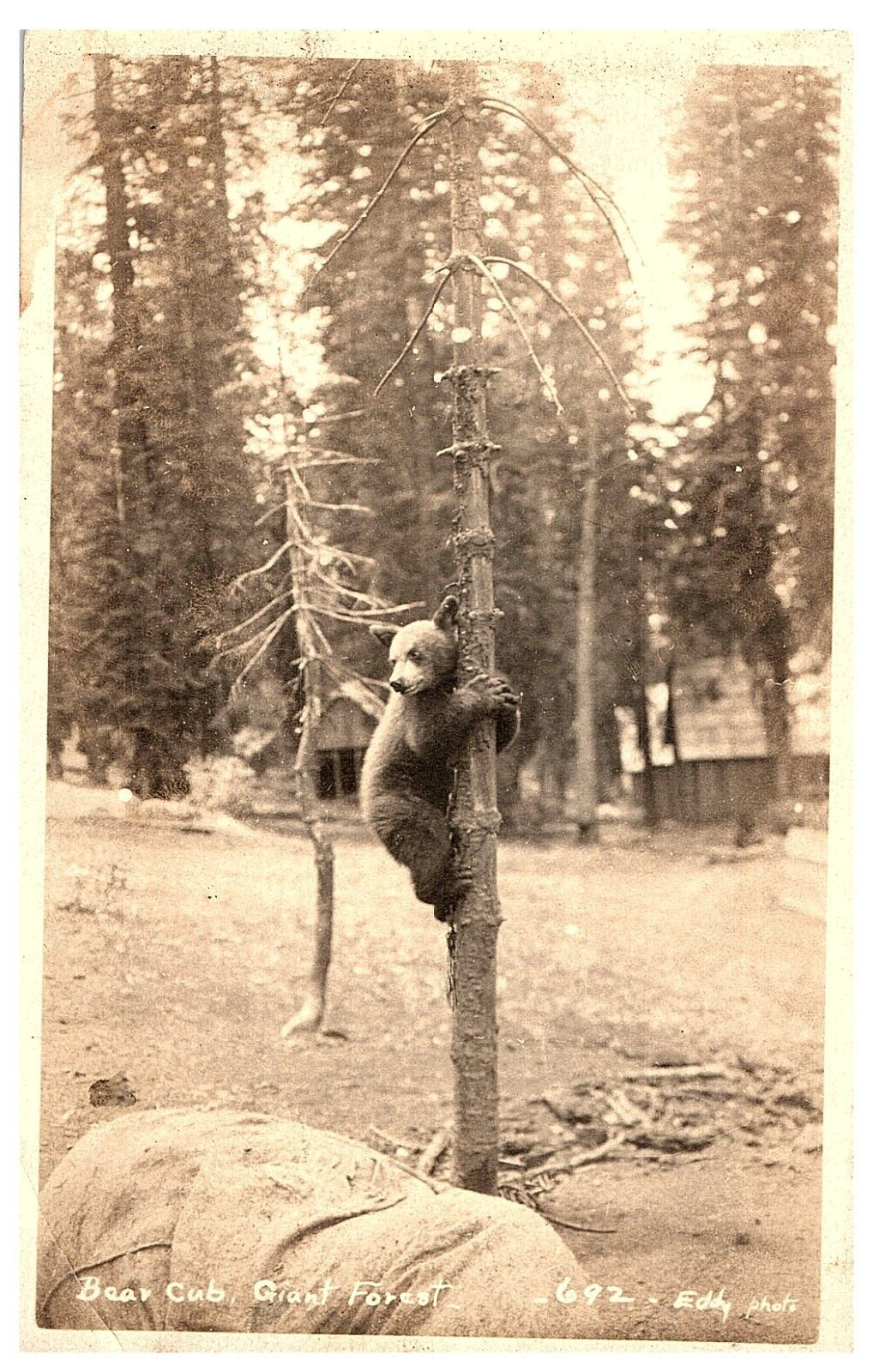 RPPC Postcard Bear Cub Climbing Tree Giant Forest California CA 1924