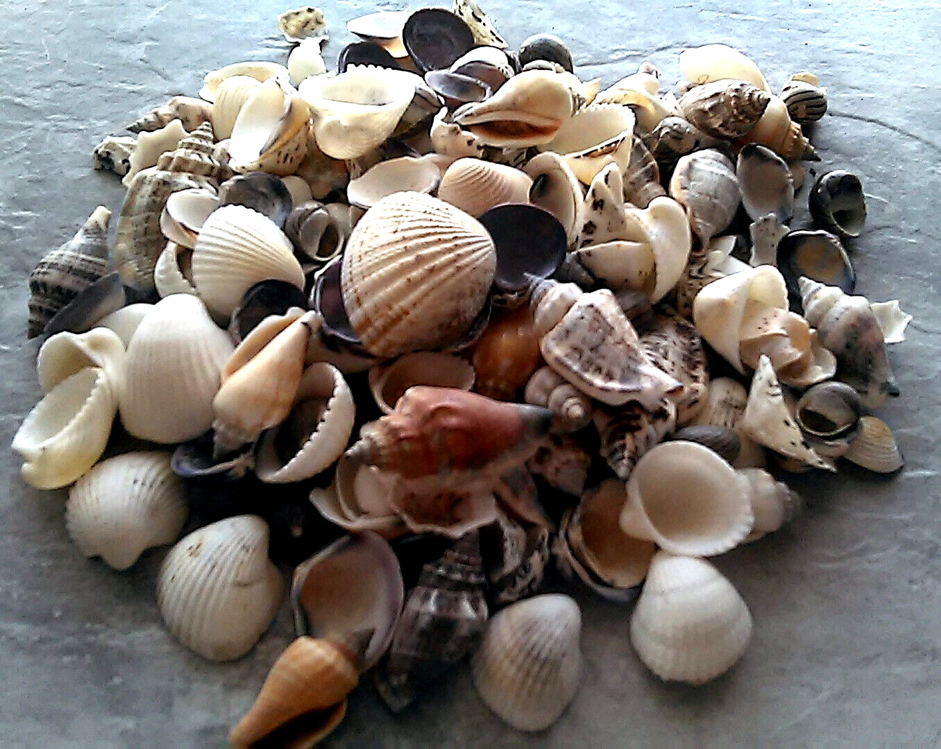 500+ Mixed Small & Medium Natural Sea Shells Crafts Aquarium DECOR Lot 