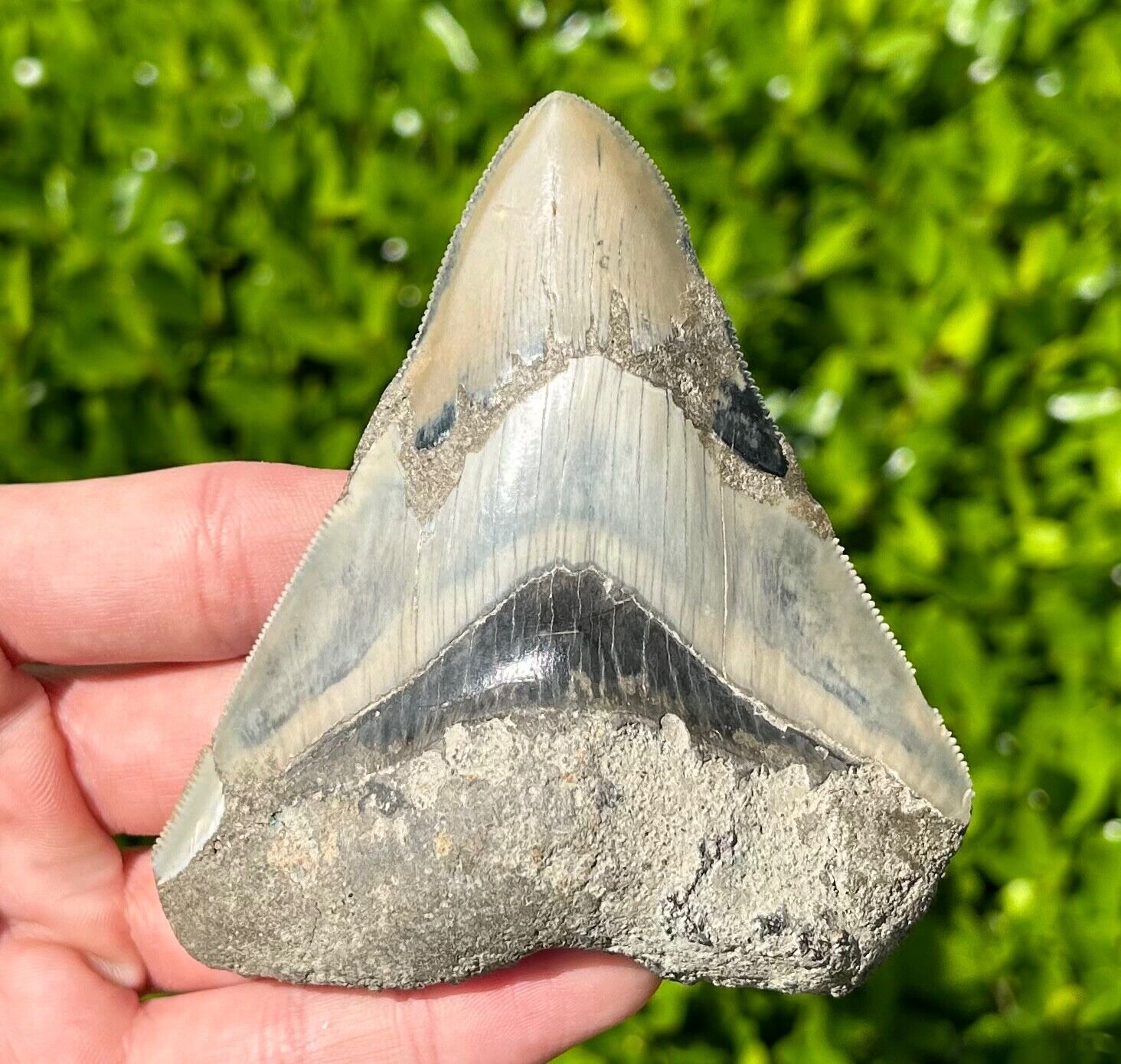 Indonesian Megalodon Sharks Tooth BIG 3.6” Fossil Serrated Megladon Indonesia
