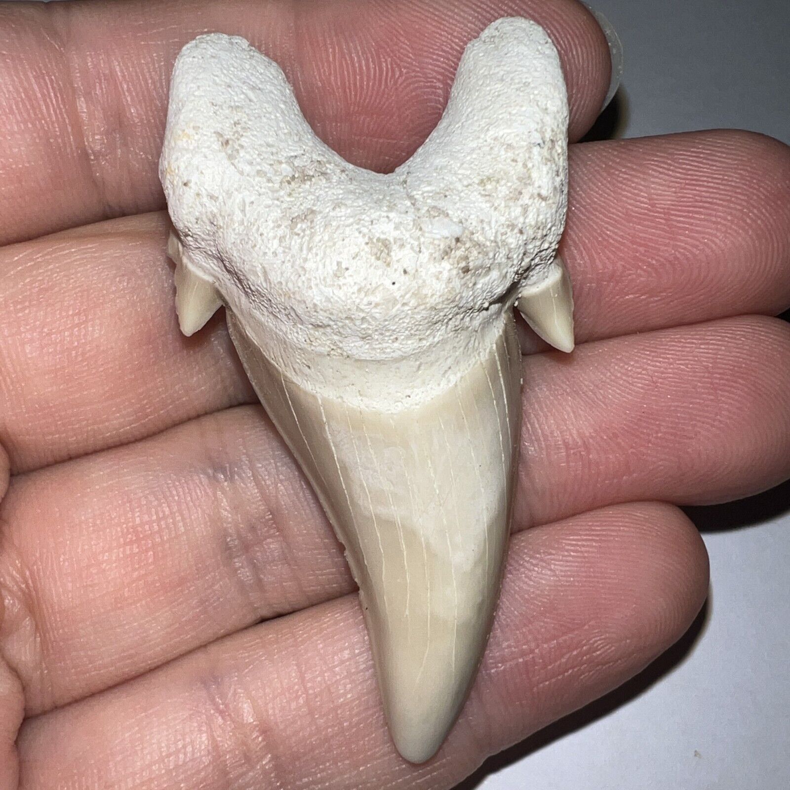 Large PATHOLOGICAL OTODUS OBLIQUUS Fossil Shark Tooth 2.29 IN MEGALODON ANCESTOR