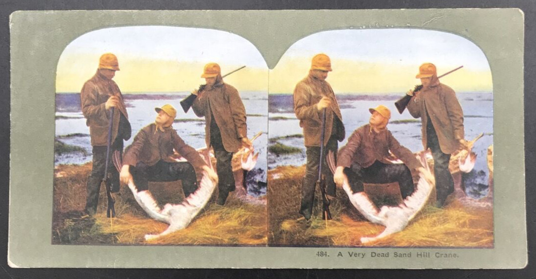 c1900s TW Ingersoll Stereograph #484 A Very Dead Sand Hill Crane Hunting