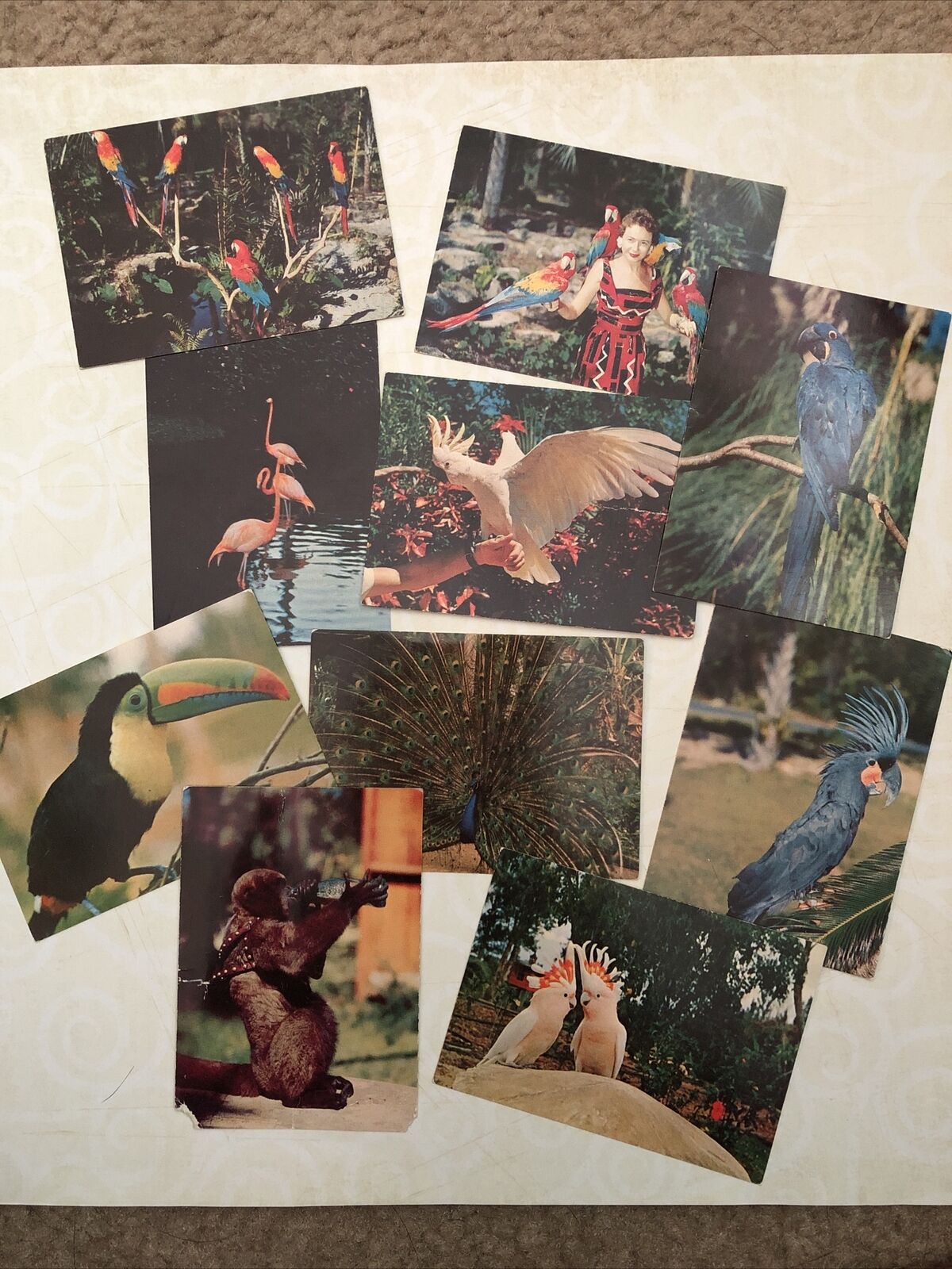 Set Of 10 Antique Cards From Parrots Paradise Daytona Beach Fl