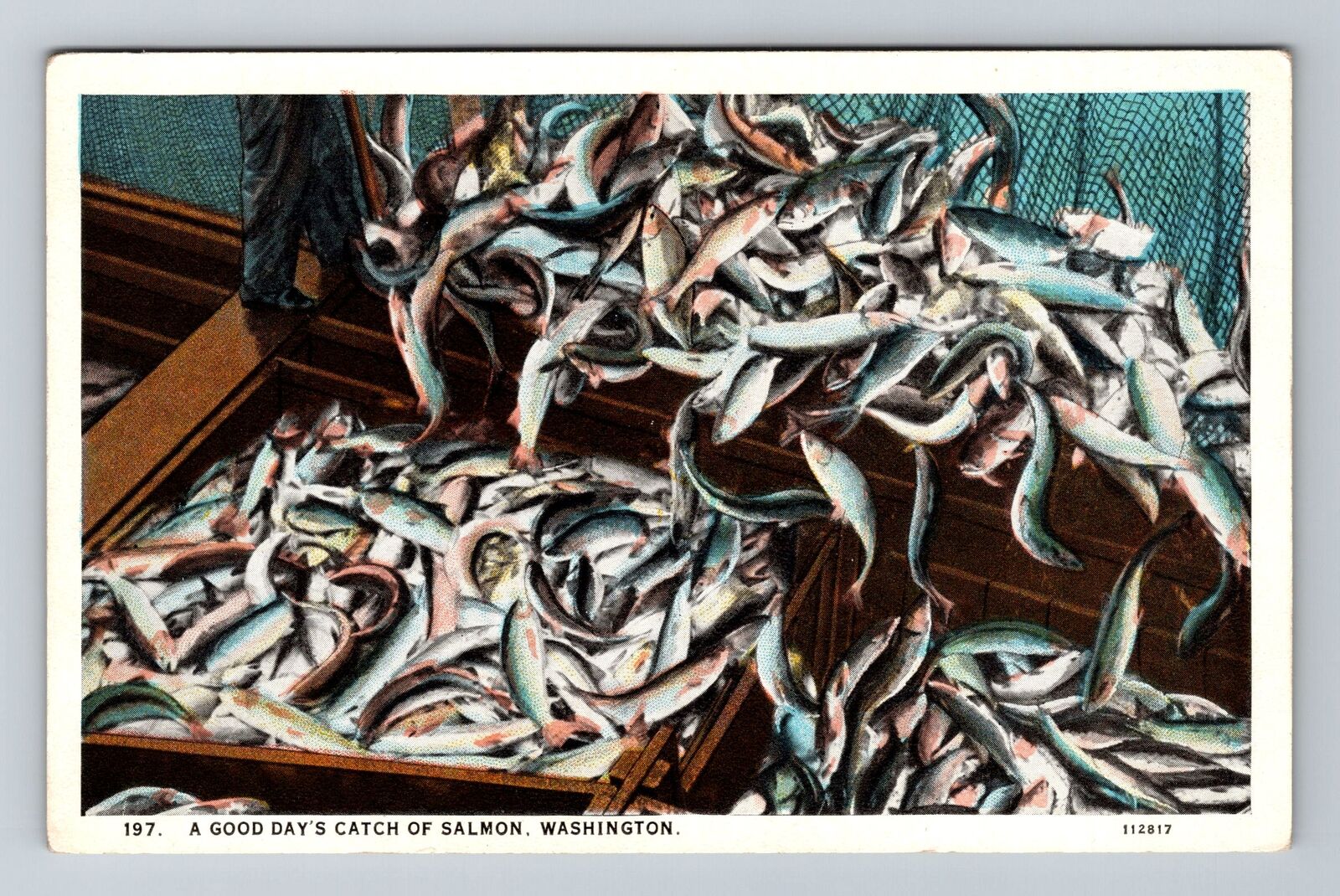 WA-Washington, A Good Day's Catch Salmon, Fishes, Vintage Postcard