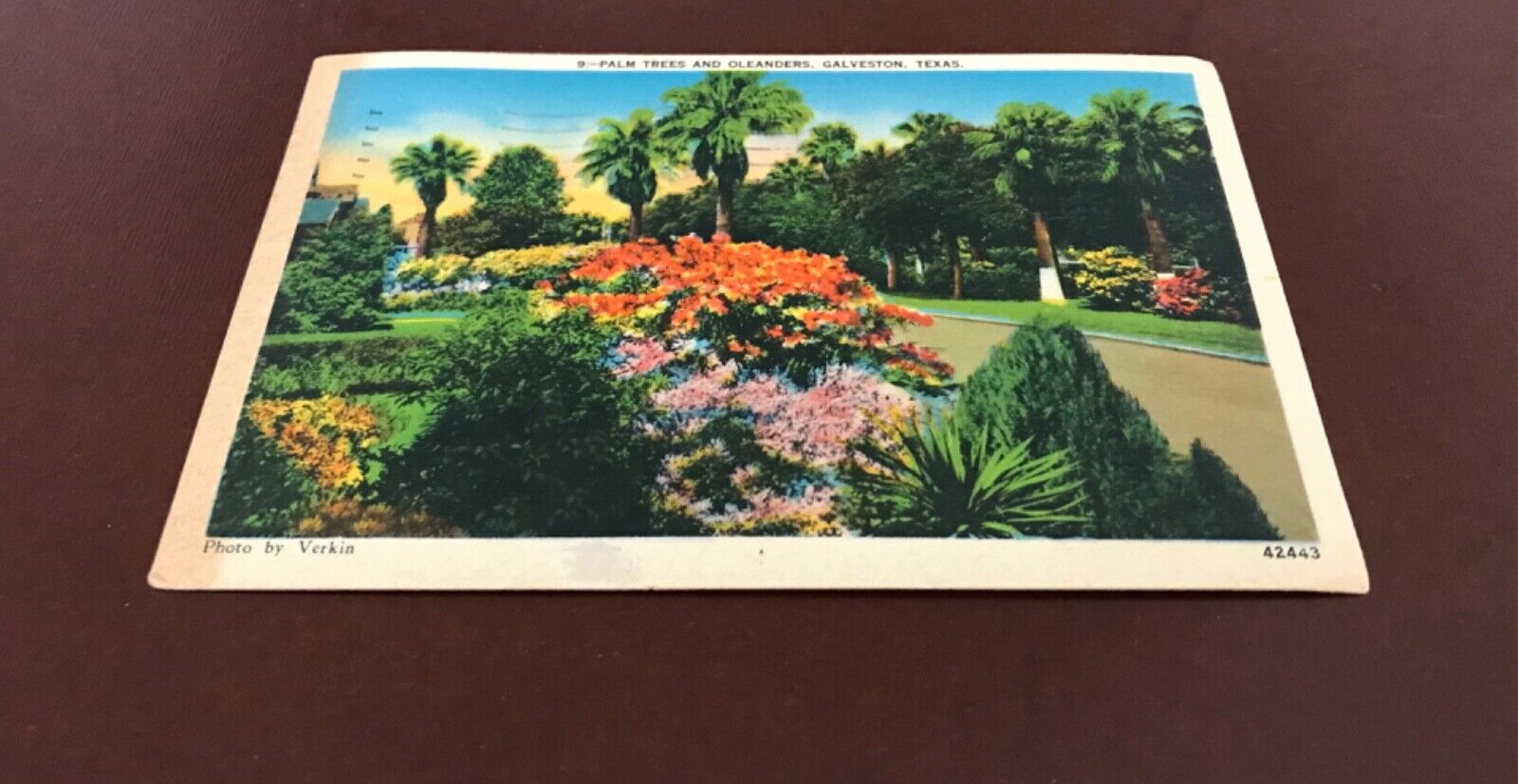 Galveston, Texas 1940 Oleanders and Palm Trees VTG Postcard