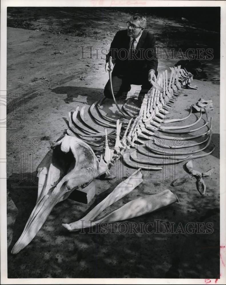 1963 Press Photo Dr. T.E. Pulley assembles goose-beaked whale at museum