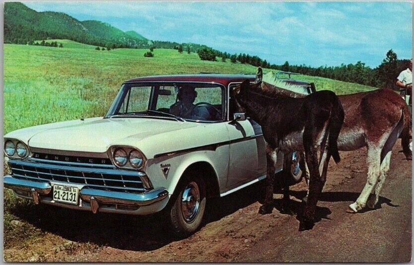 c1960s Black Hills, South Dakota Postcard Donkey Poking His Head into Car