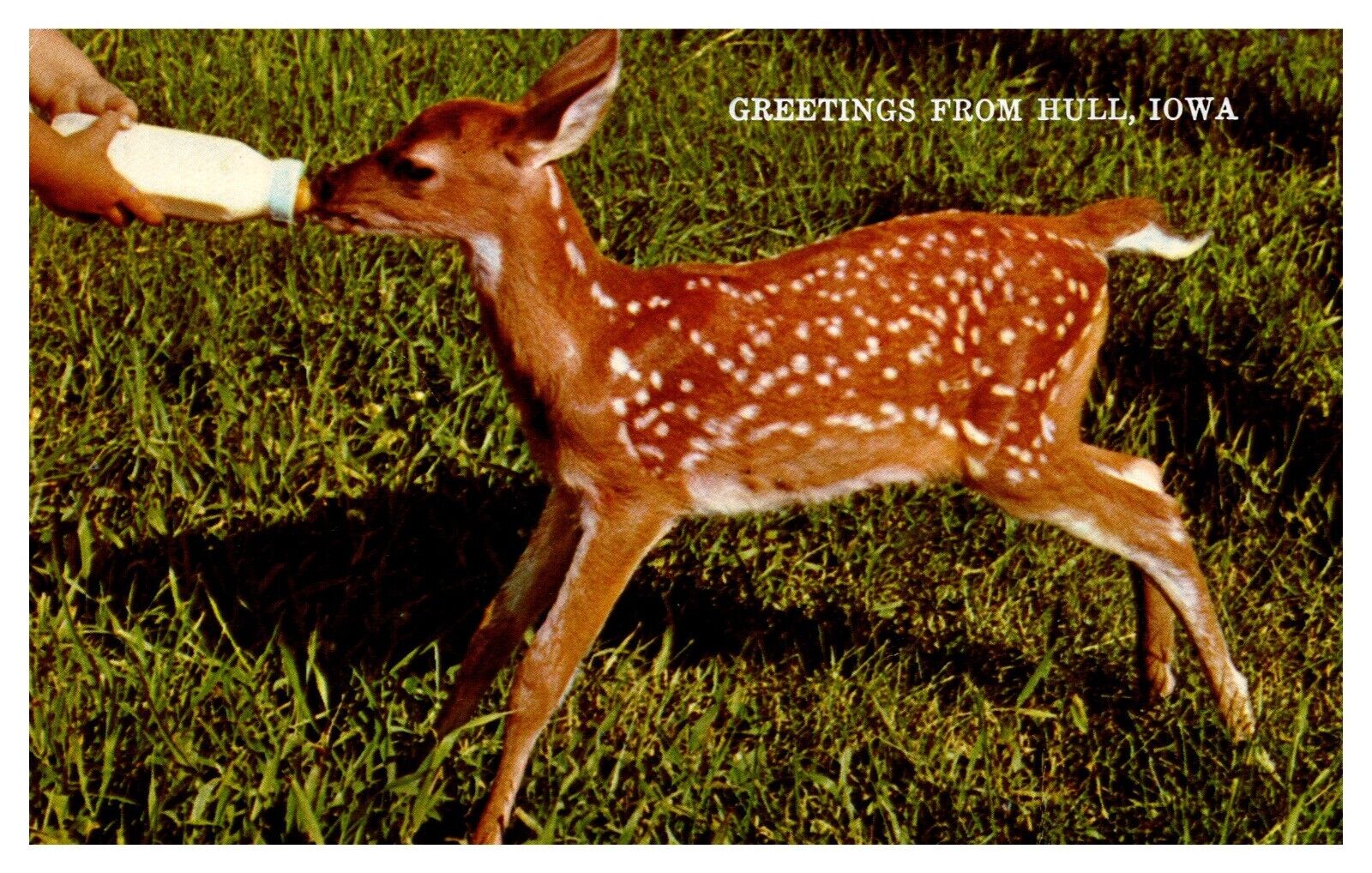 postcard Greetings from Hull Iowa-bottle fed fawn A2488