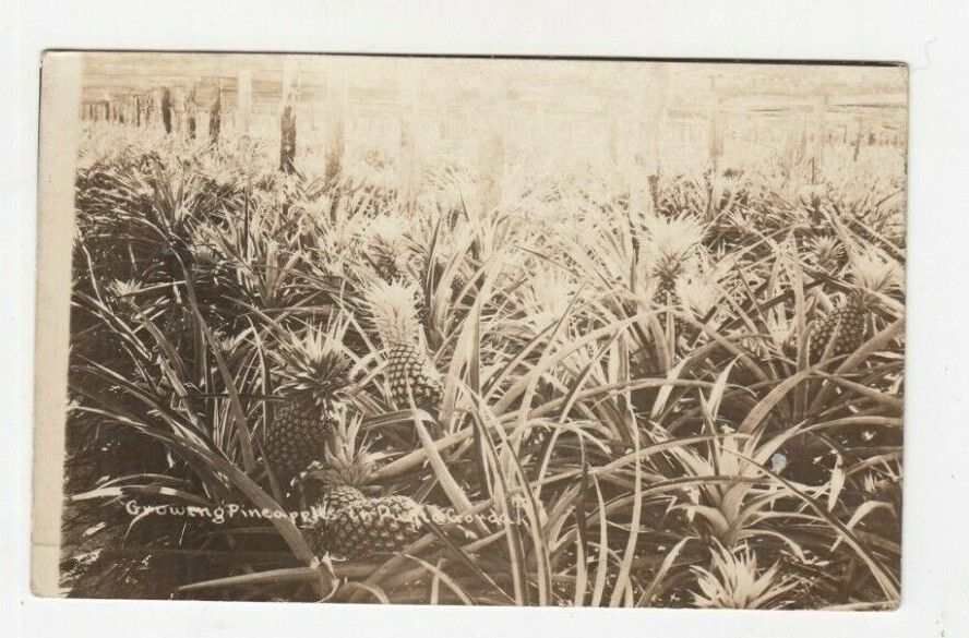 1926 Florida FL Growing Pineapples Postcard Vintage Card RPPC  Federal Photo Co.