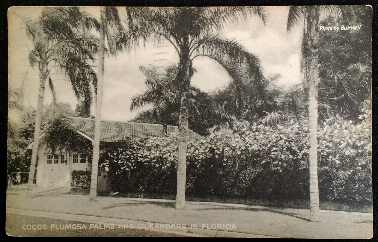 RPPC Sarasota Florida Postcard  Original RARE  Early 1900s Palms Oleanders Scarc