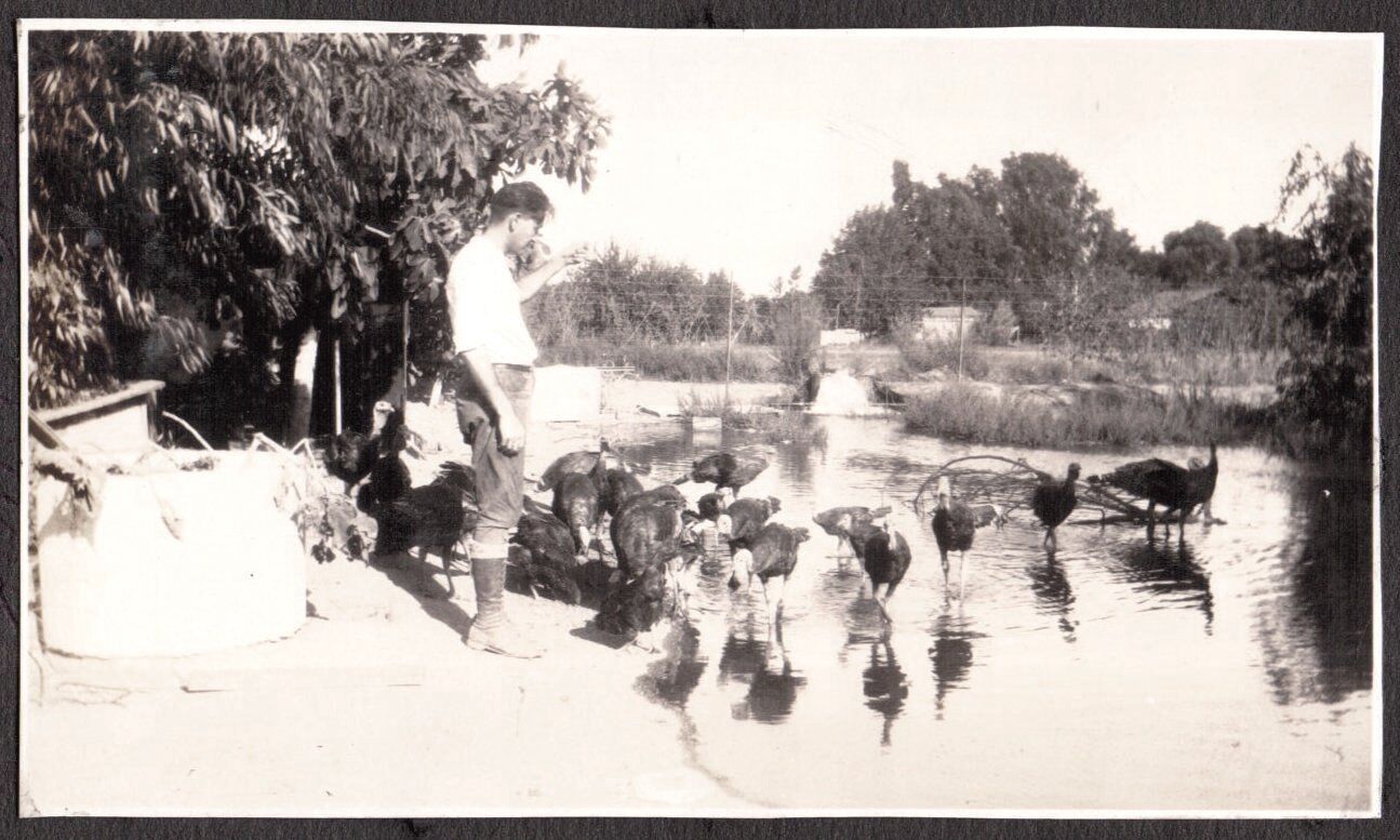 VINTAGE 1929-35 TURKEY FARM INVERNESS DRY CREEK HEALDSBURG CALIFORNIA OLD PHOTO