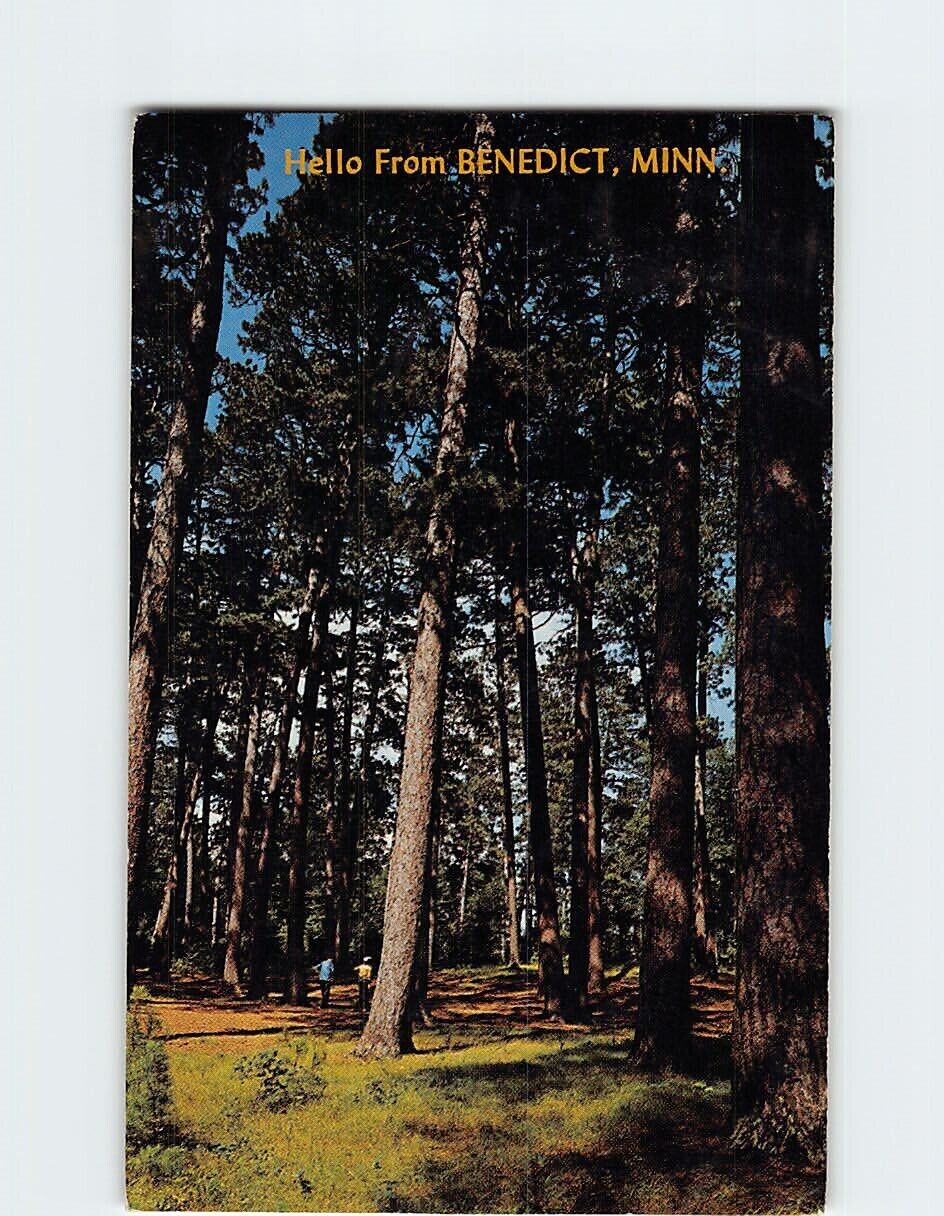 Postcard Minnesota Norway Pine Minnesota USA
