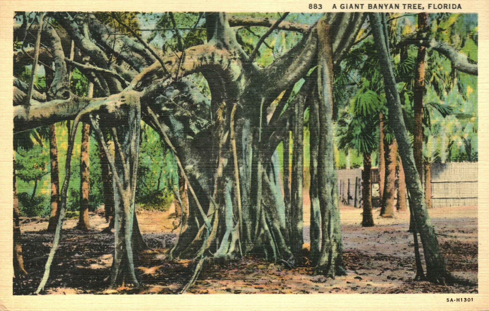 Postcard A Giant Banyan Tree FL Florida