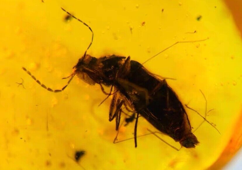 Burmese fossil burmite Cretaceous amber Two beetle insect fossil amber Myanmar