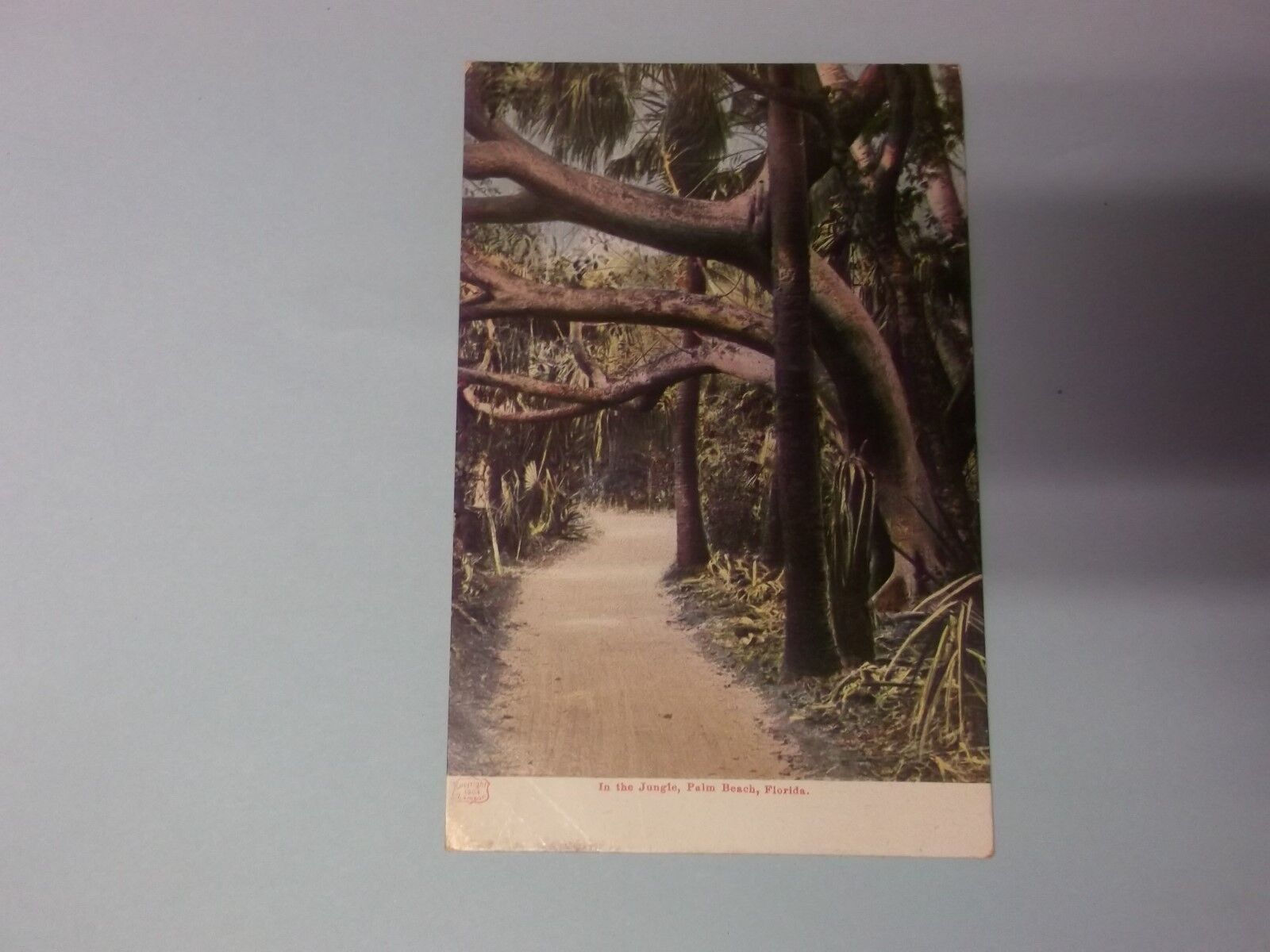 Post Card with Stamp ~ Nov 22, 1906 ~ West Palmbeach, Flordia ~ In the Jungle