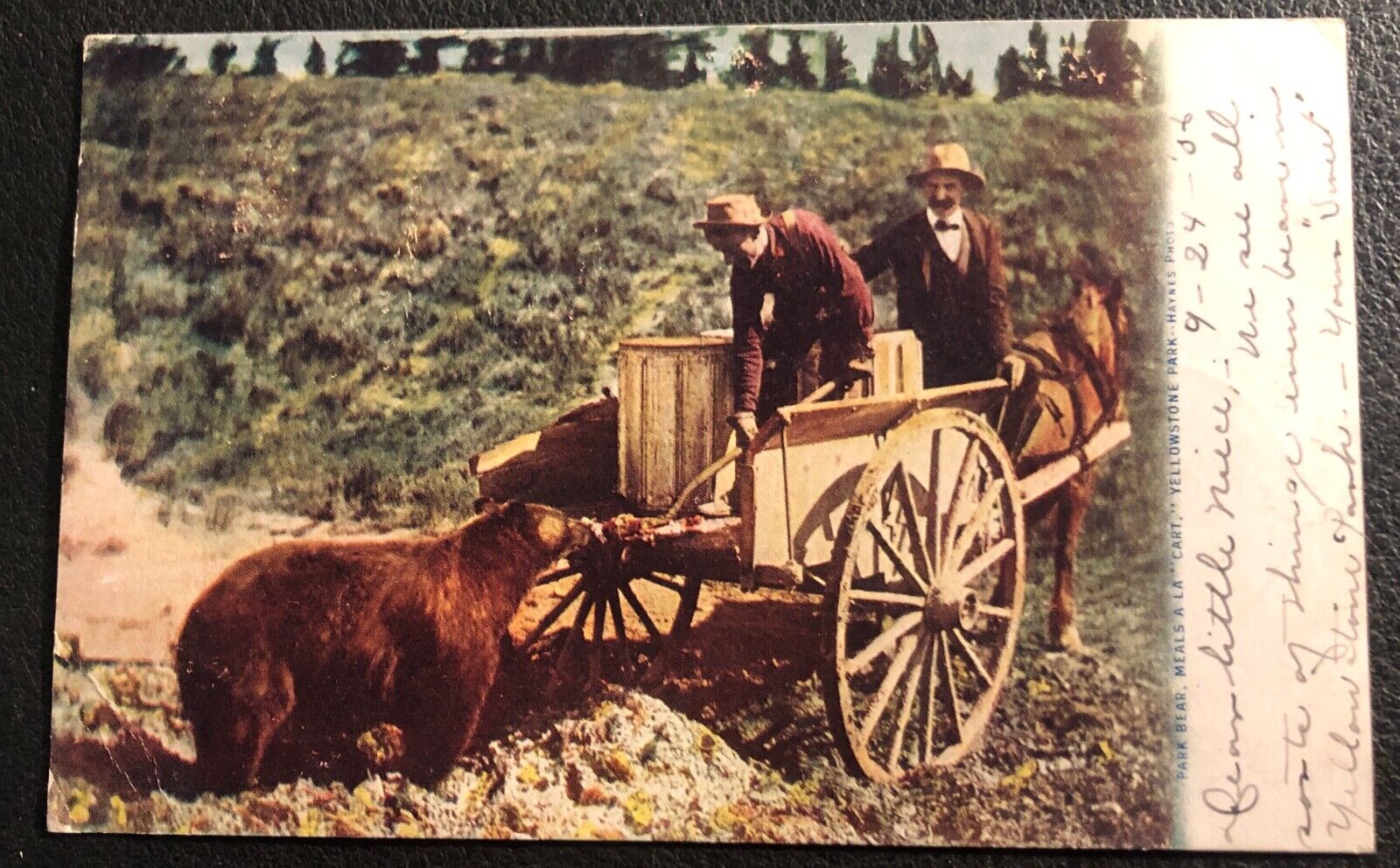 Feeding a BEAR A LA CART Yellowstone Park Printed Photo by Haynes 1906 Postmark