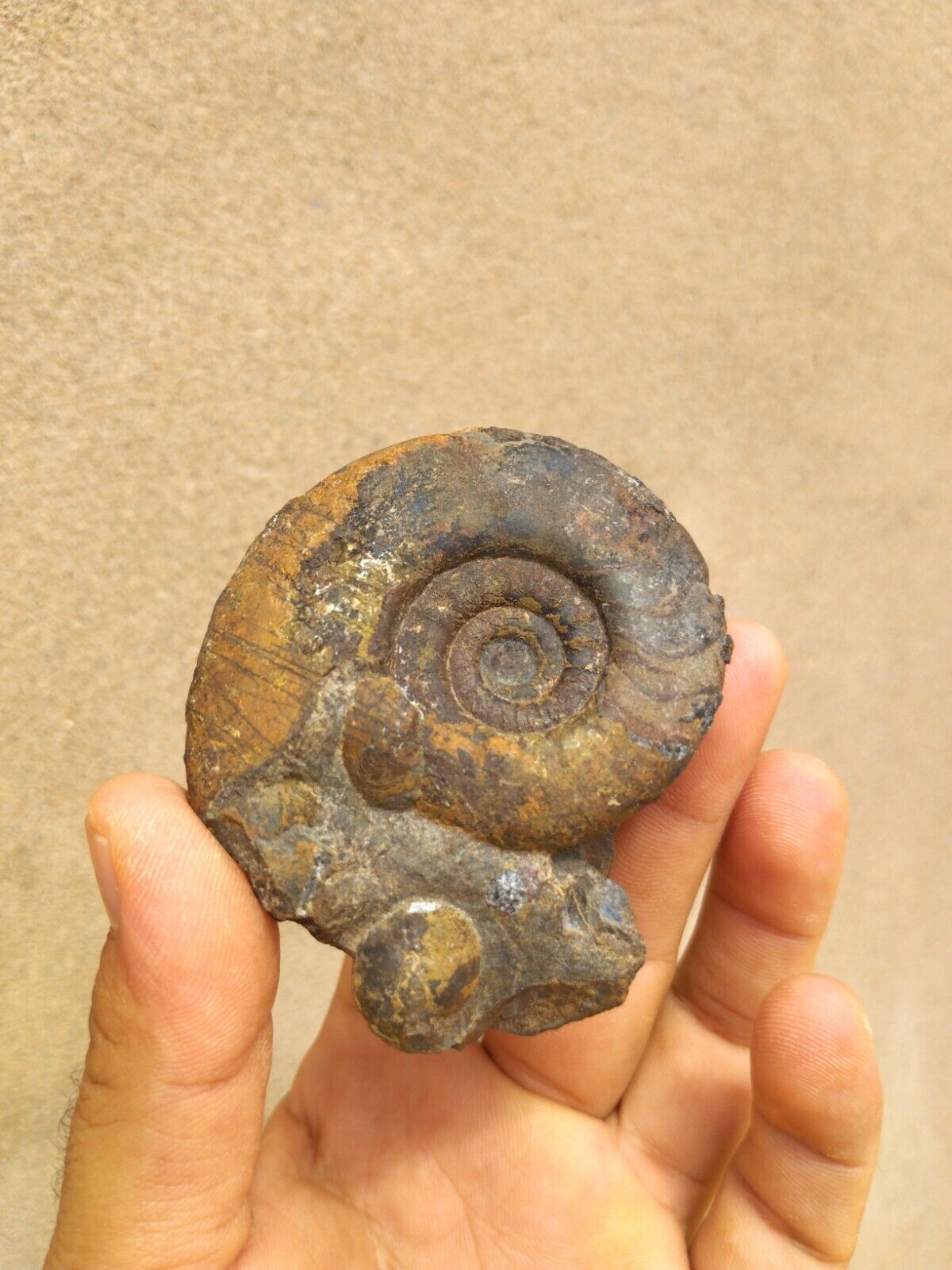 2.7 inch Platyclymenia from Devonian period Fossils from Morocco  