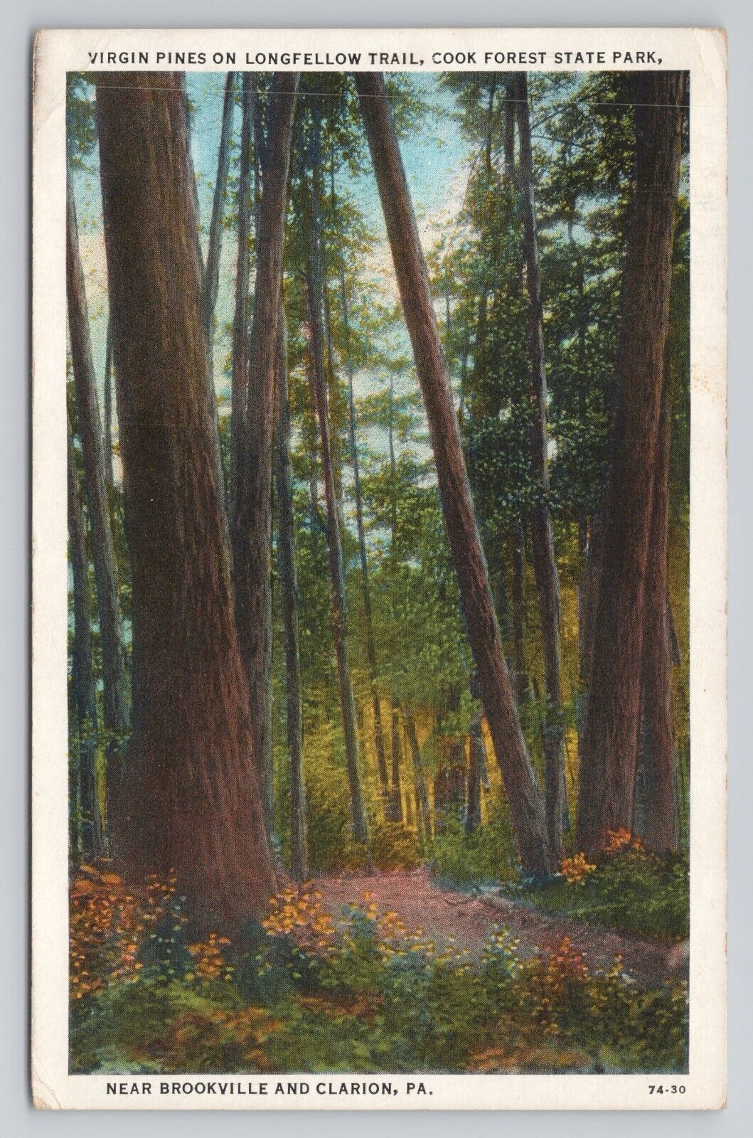 Postcard Virgin Pines on Longfellow Trail Cook Forest State Park PA 1930