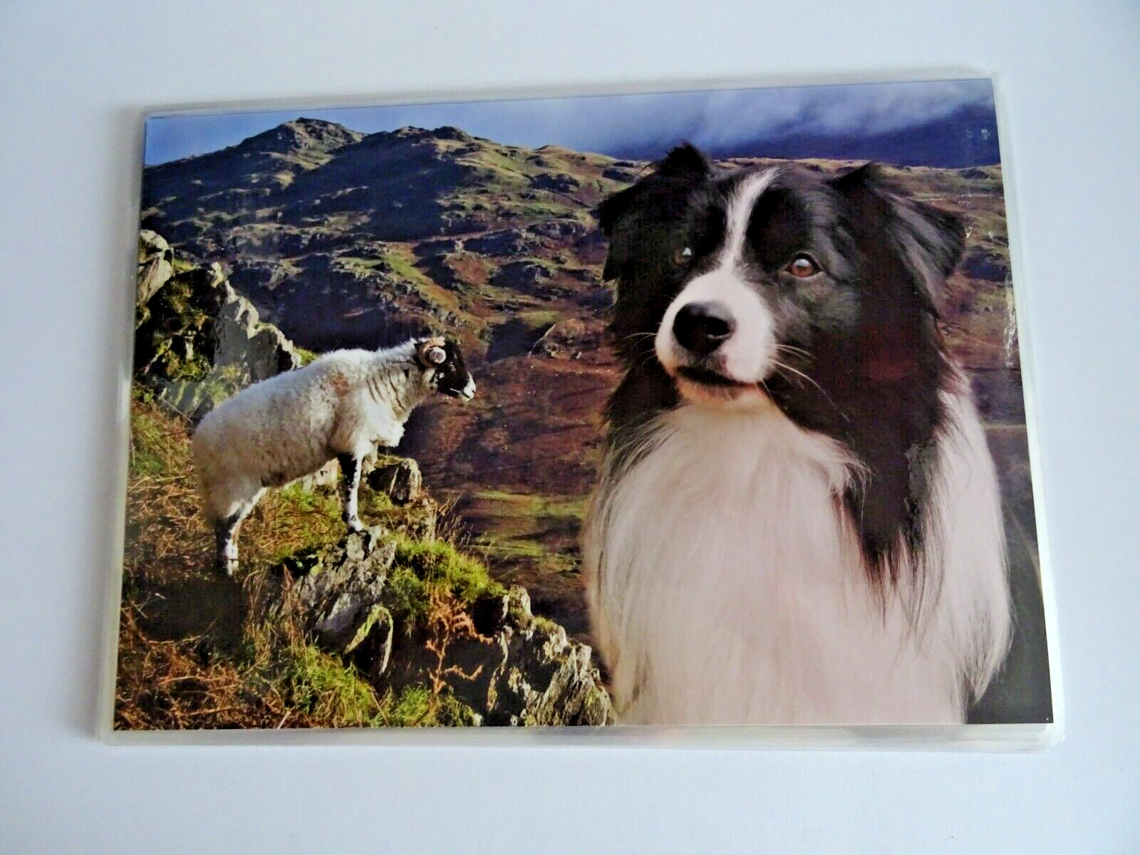 4 X SCENIC BORDER COLLIE & SHEEP EASY WIPE CLEAN TABLE PLACE MATS