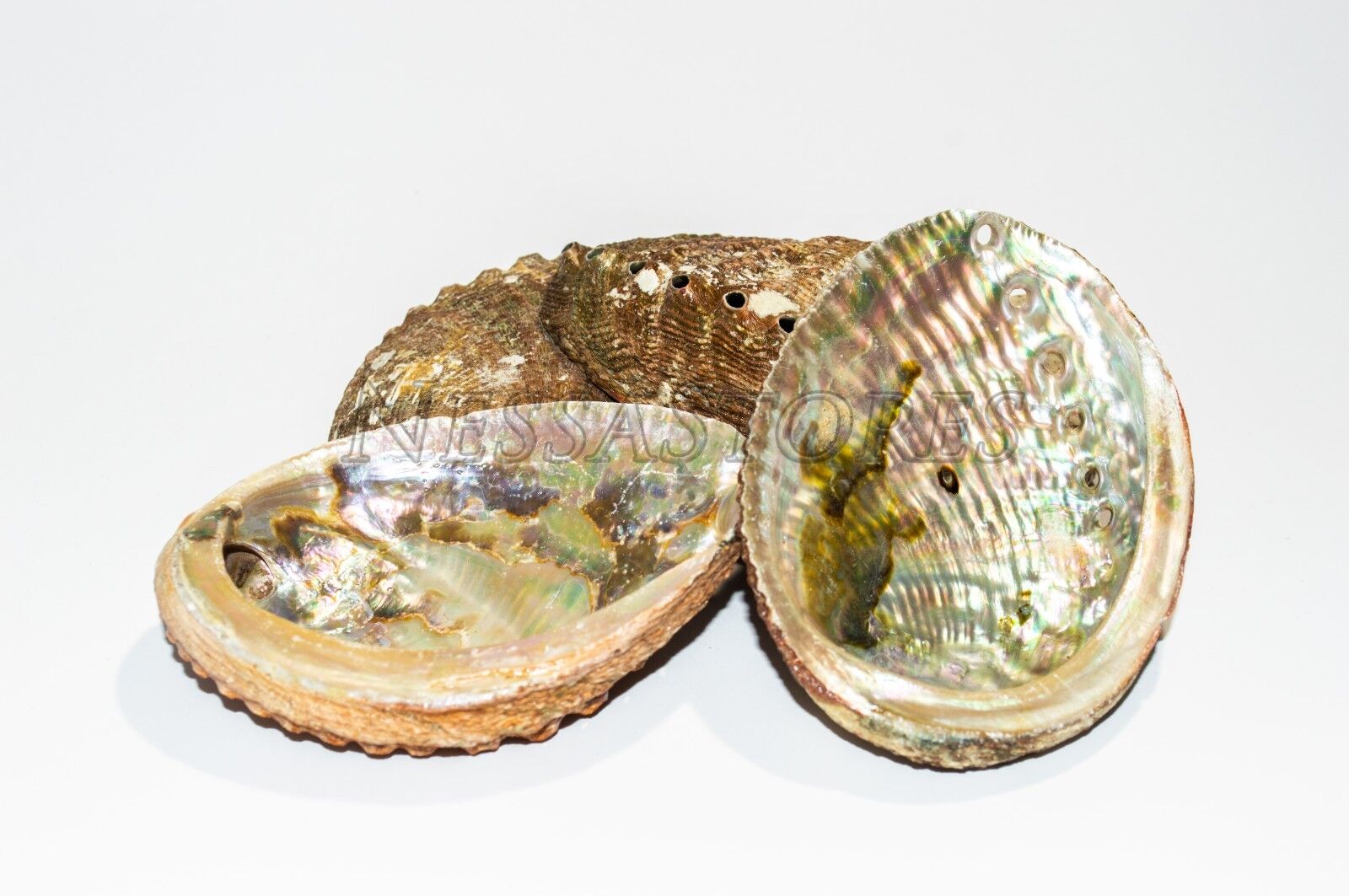 Green Abalone Sea Shell One Side Polished Beach Craft 4\