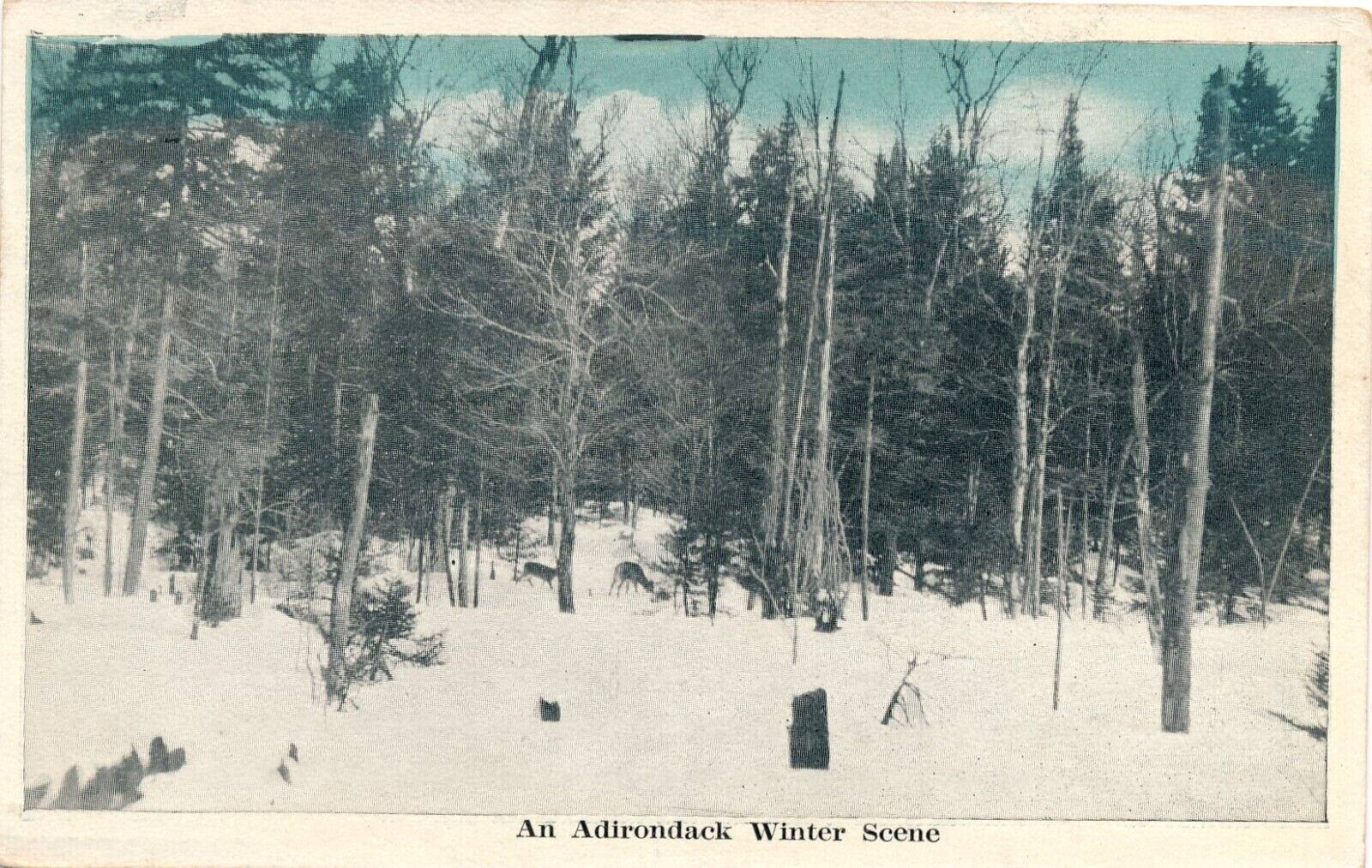 AN ADIRONDACK WINTER SCENE. NY. DEER. SNOW COVERED GROUND.
