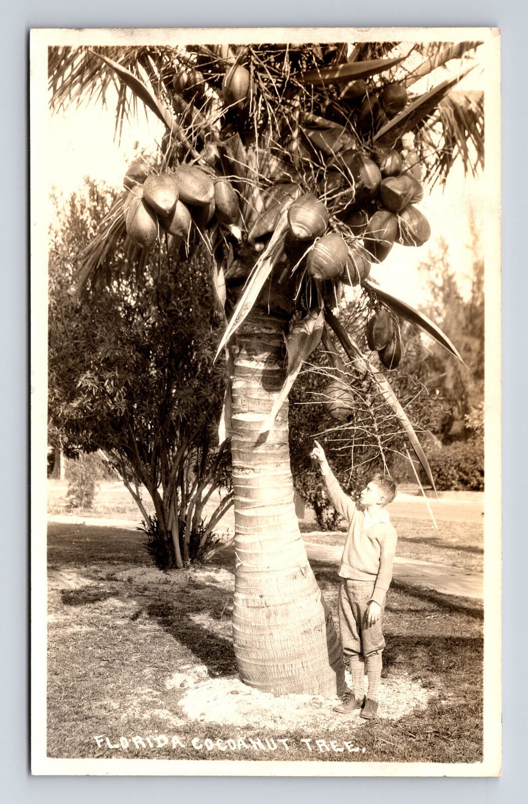 RPPC Boy & Fruiting Coconut Tree Florida FL Real Photo Postcard