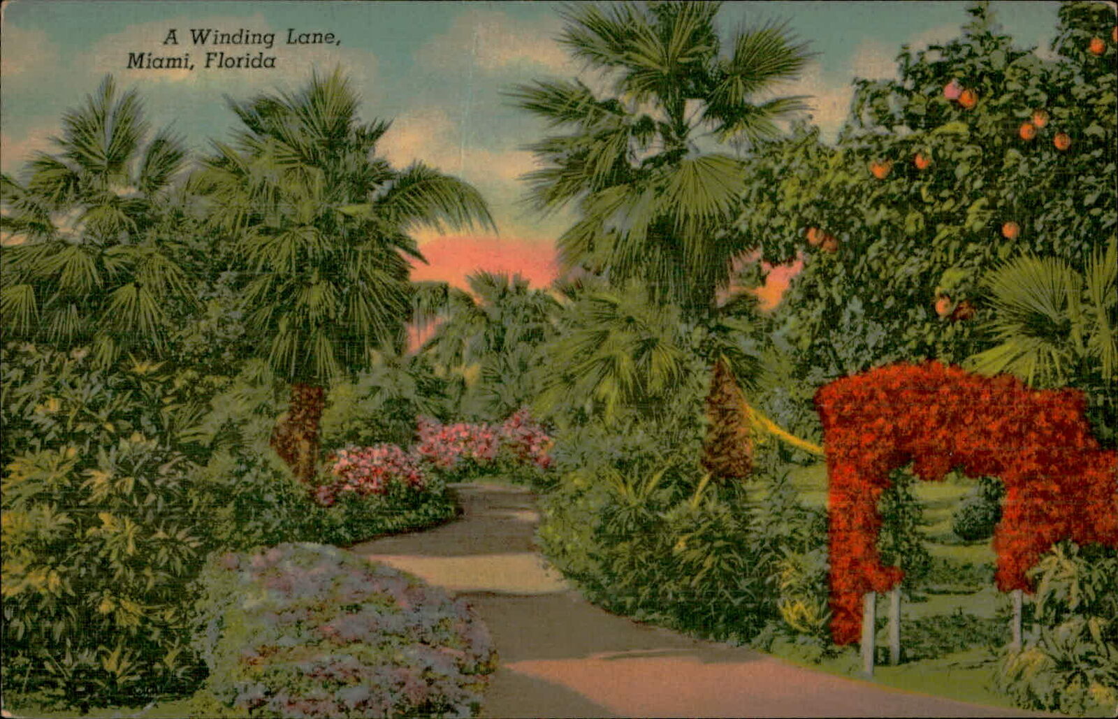 Postcard: A Winding Lane, Miami, Florida