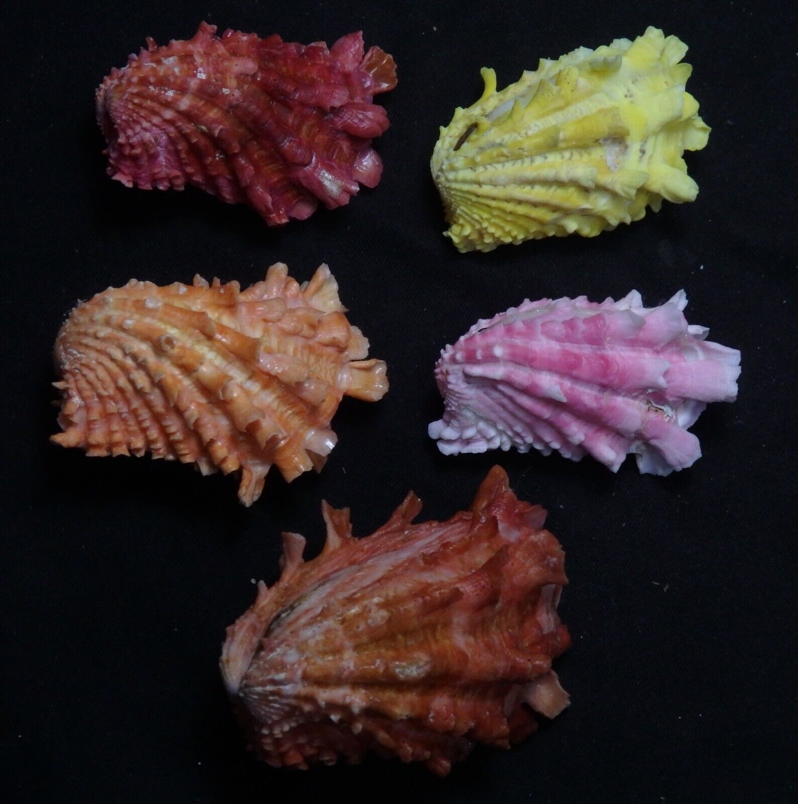 edspal shells - Cardita crassicosta 42mm-55mm F++/F+++ set of 5pcs sea shells