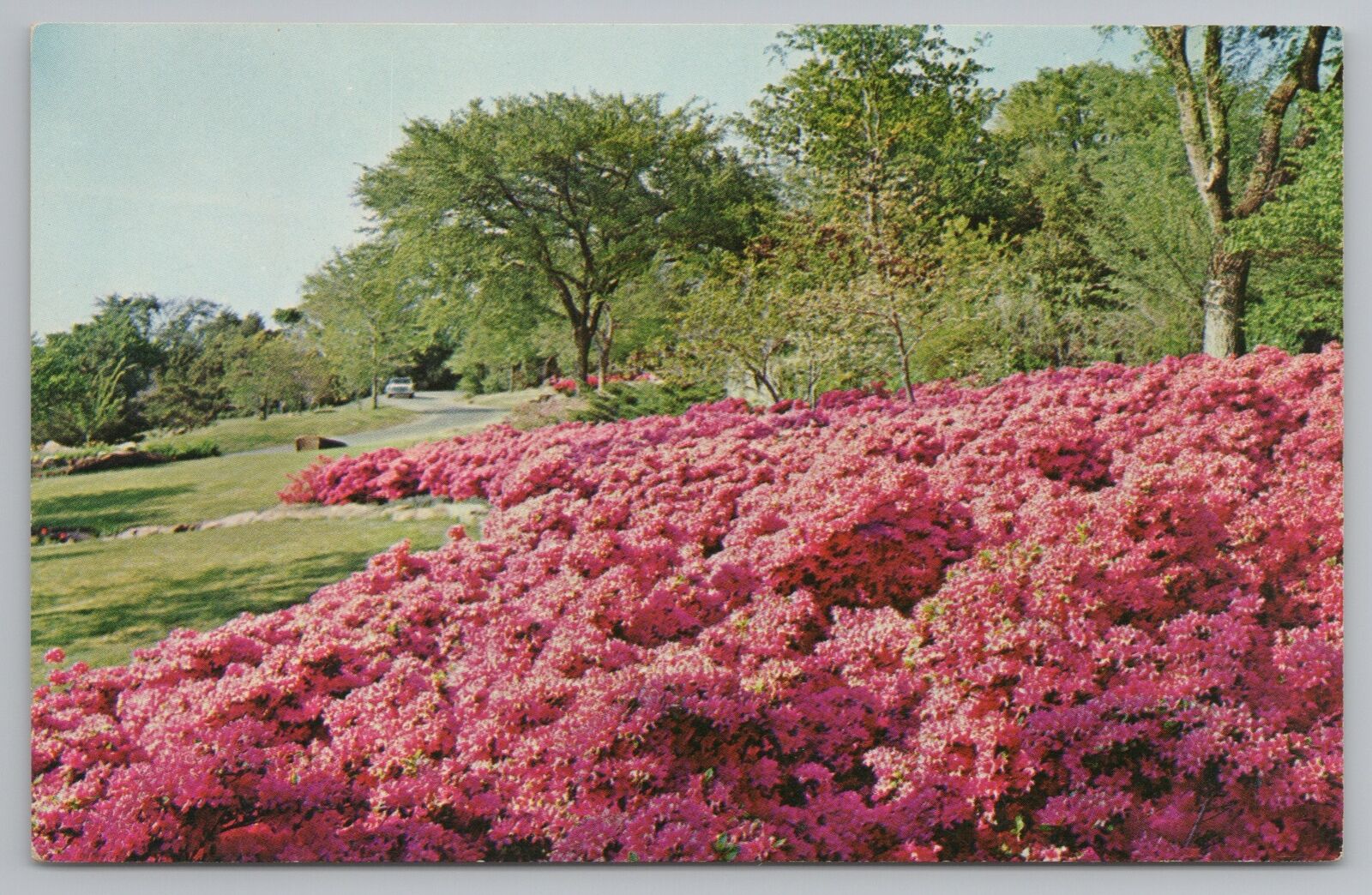 Muskogee Oklahoma~Honor Heights Park~Azalea Flowers in Bloom~1950s