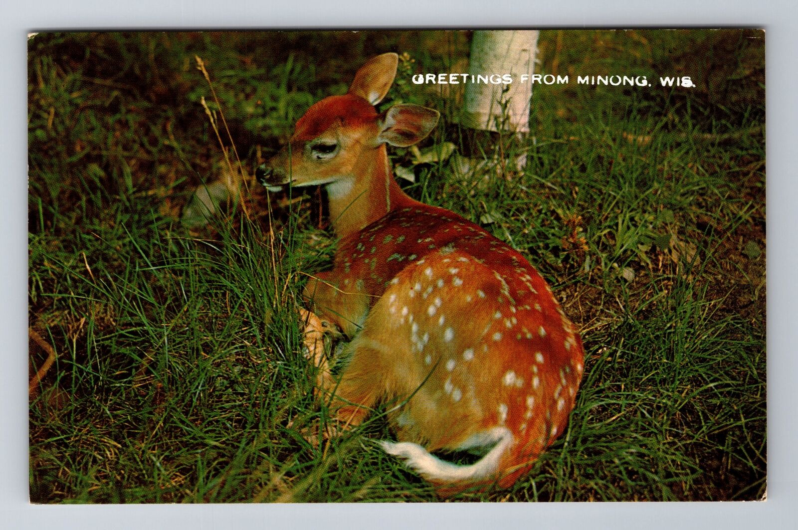 Minong WI-Wisconsin, Scenic Deer Greetings, Antique, Vintage Postcard