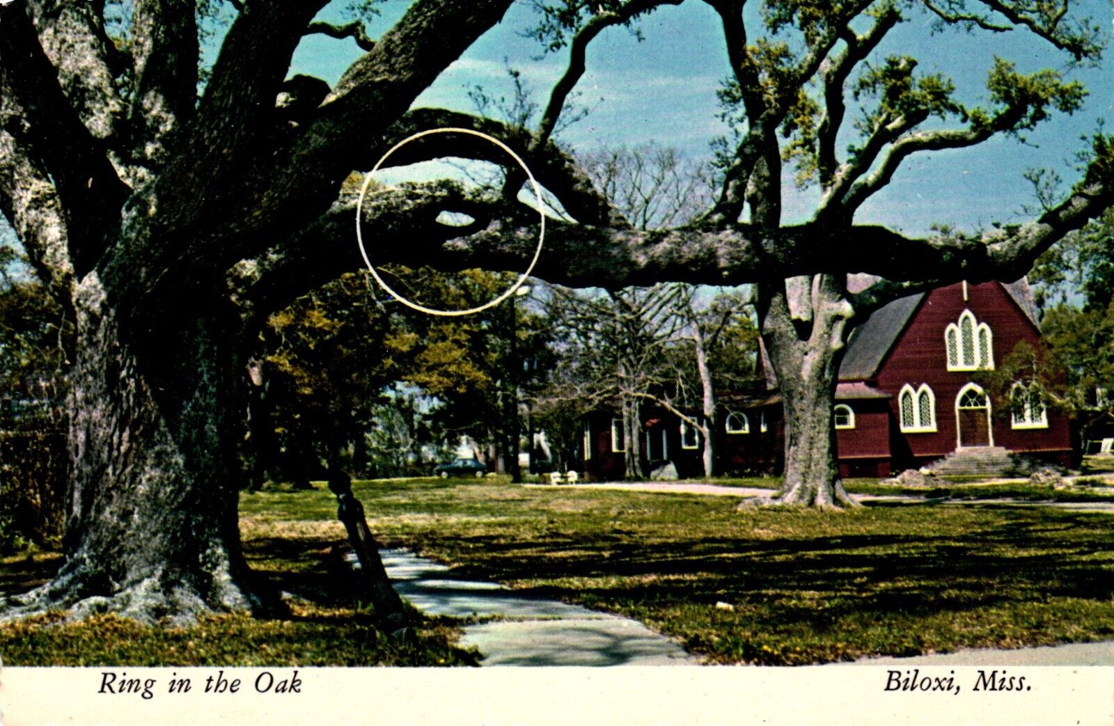 Ring In The Oak Biloxi Mississippi Postcard