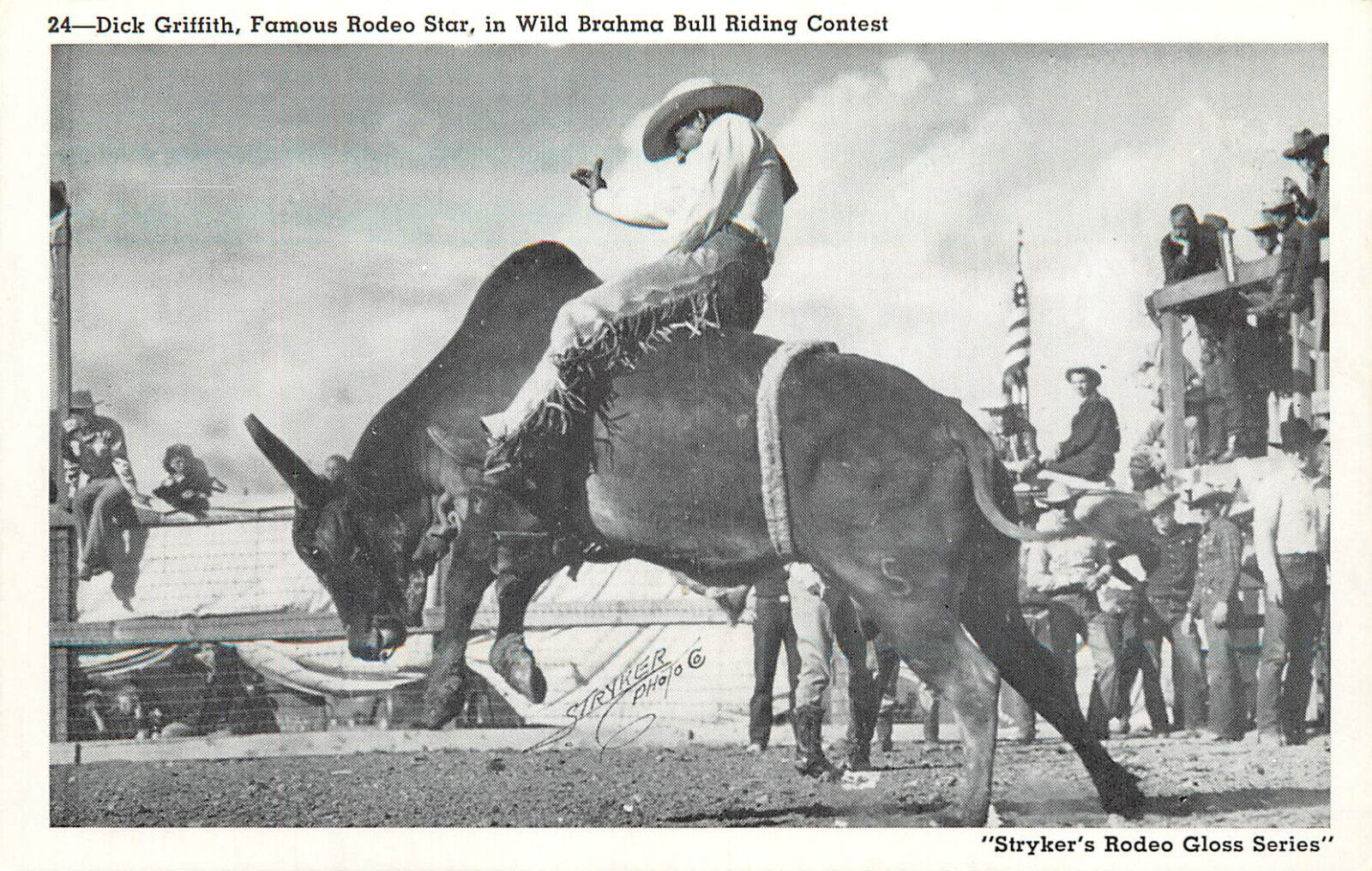 Stryker\'s Rodeo Gloss Series Postcard 24 Dick Griffith Wild Bull Riding Contest