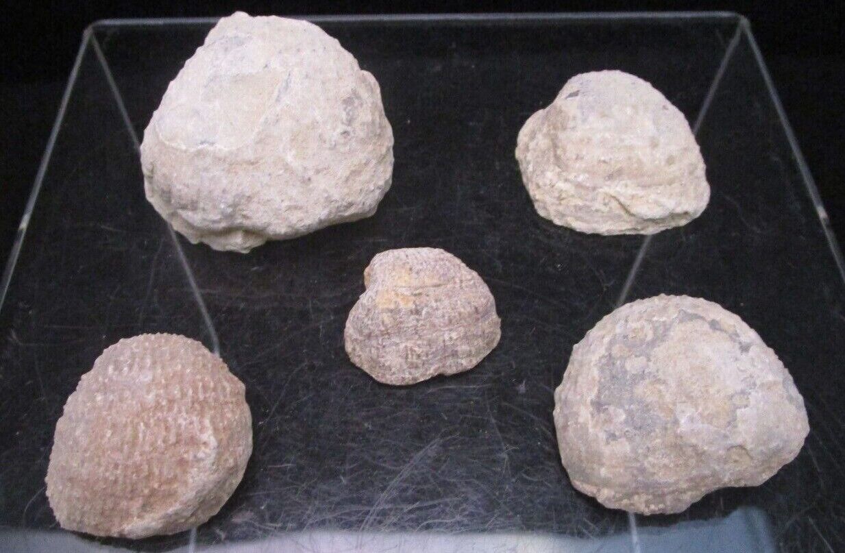 5 Fossil Permian Brachiopods Juresania symmetrica Kay County Oklahoma