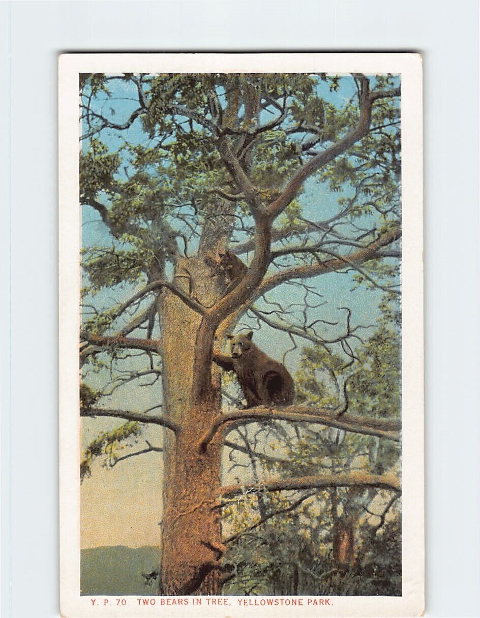 Postcard Two Bears in Tree Yellowstone Park USA
