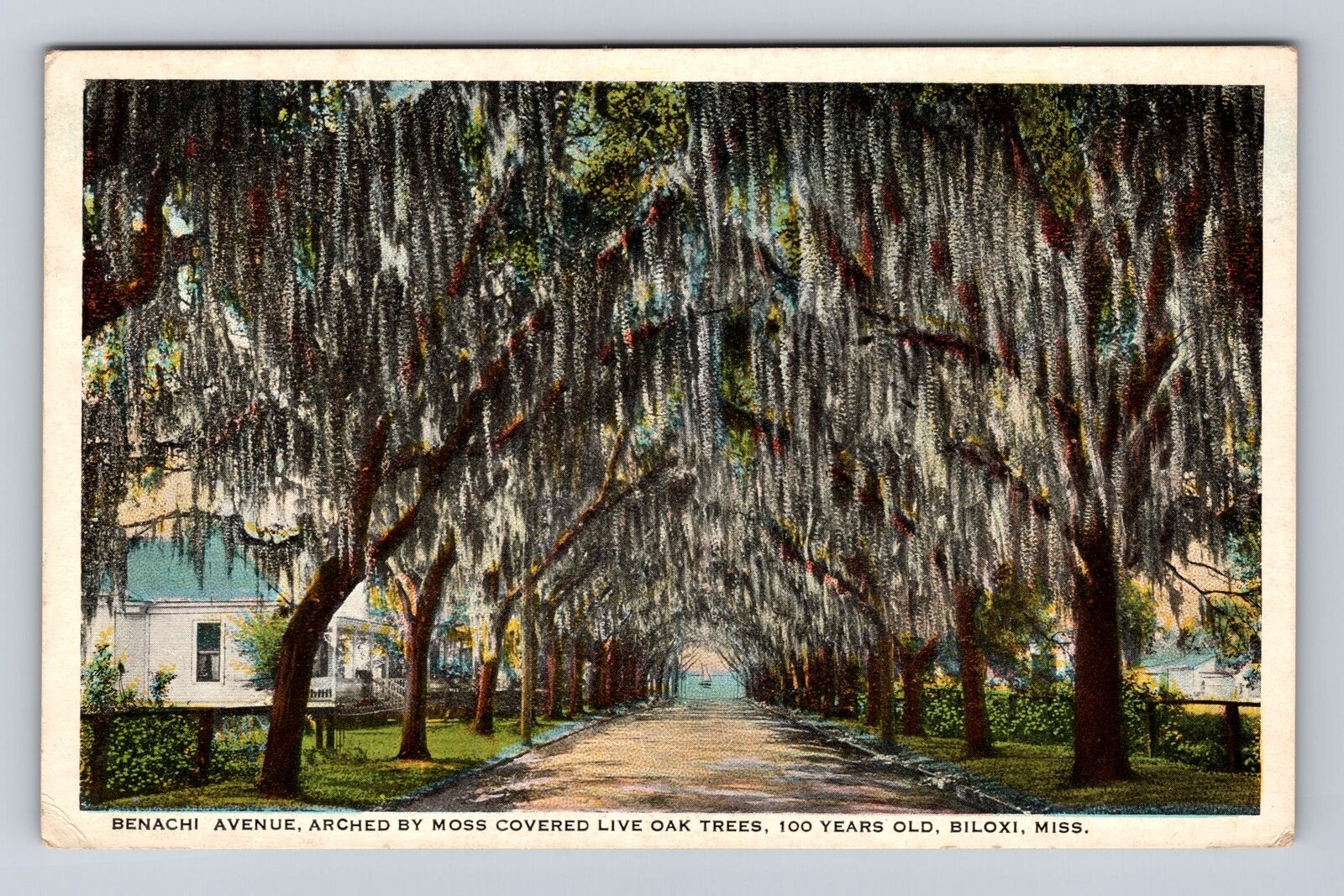 Biloxi MS-Mississippi, Avenue Arched by Moss Covered Oak Trees, Vintage Postcard