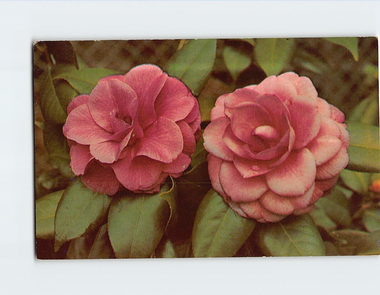 Postcard Beautiful Camellia Flowers