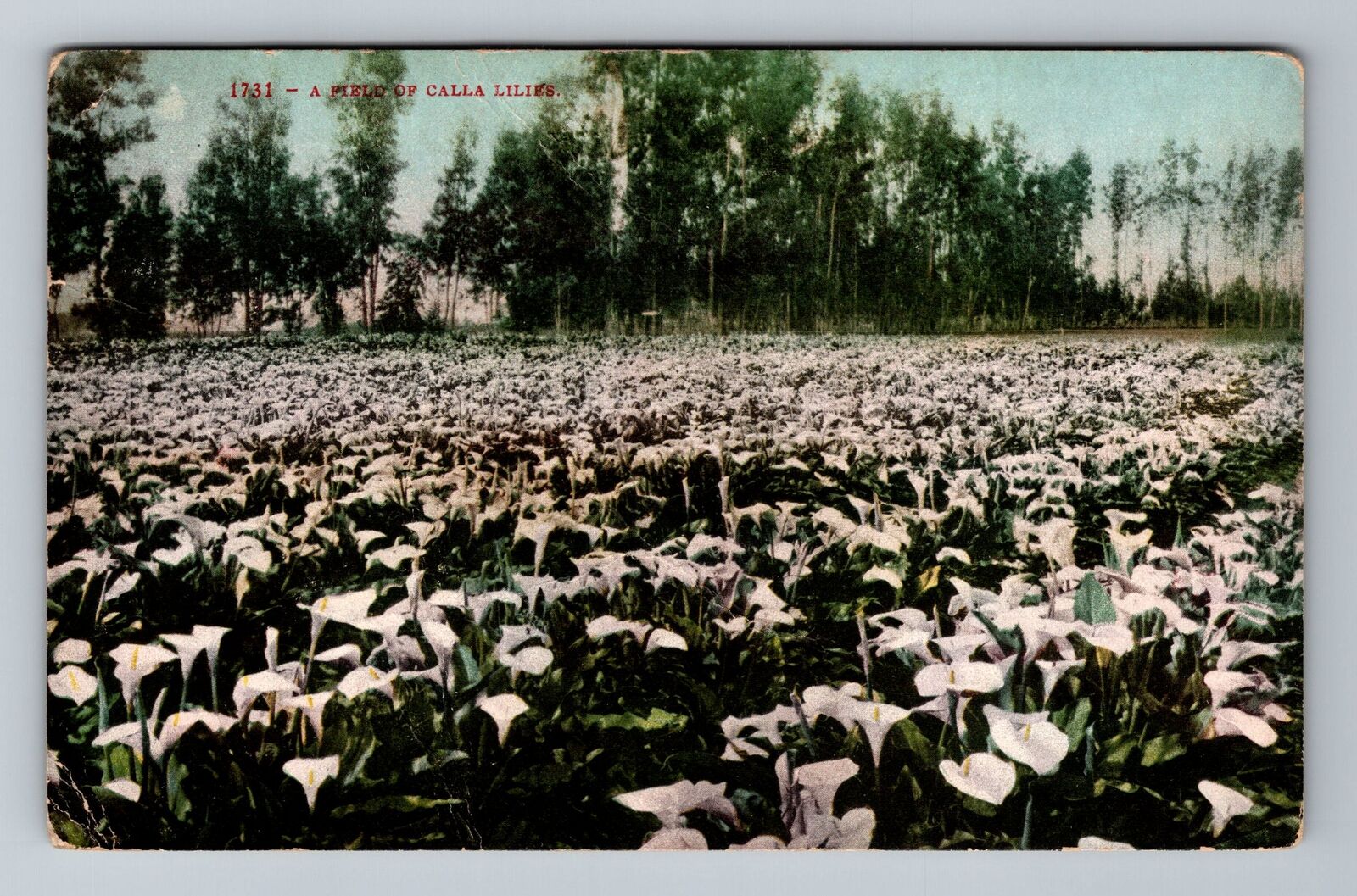 CA-California, A Field Calla Lilies, c1909, Vintage Postcard