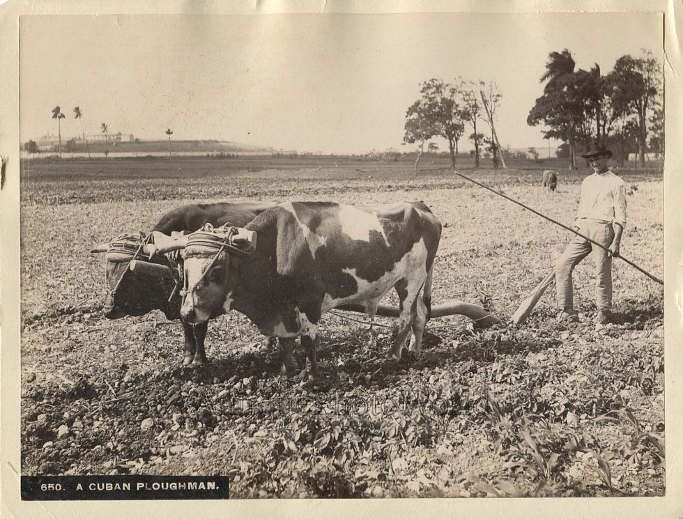 Cuba farmer plowing on ox bulls antique albumen photo