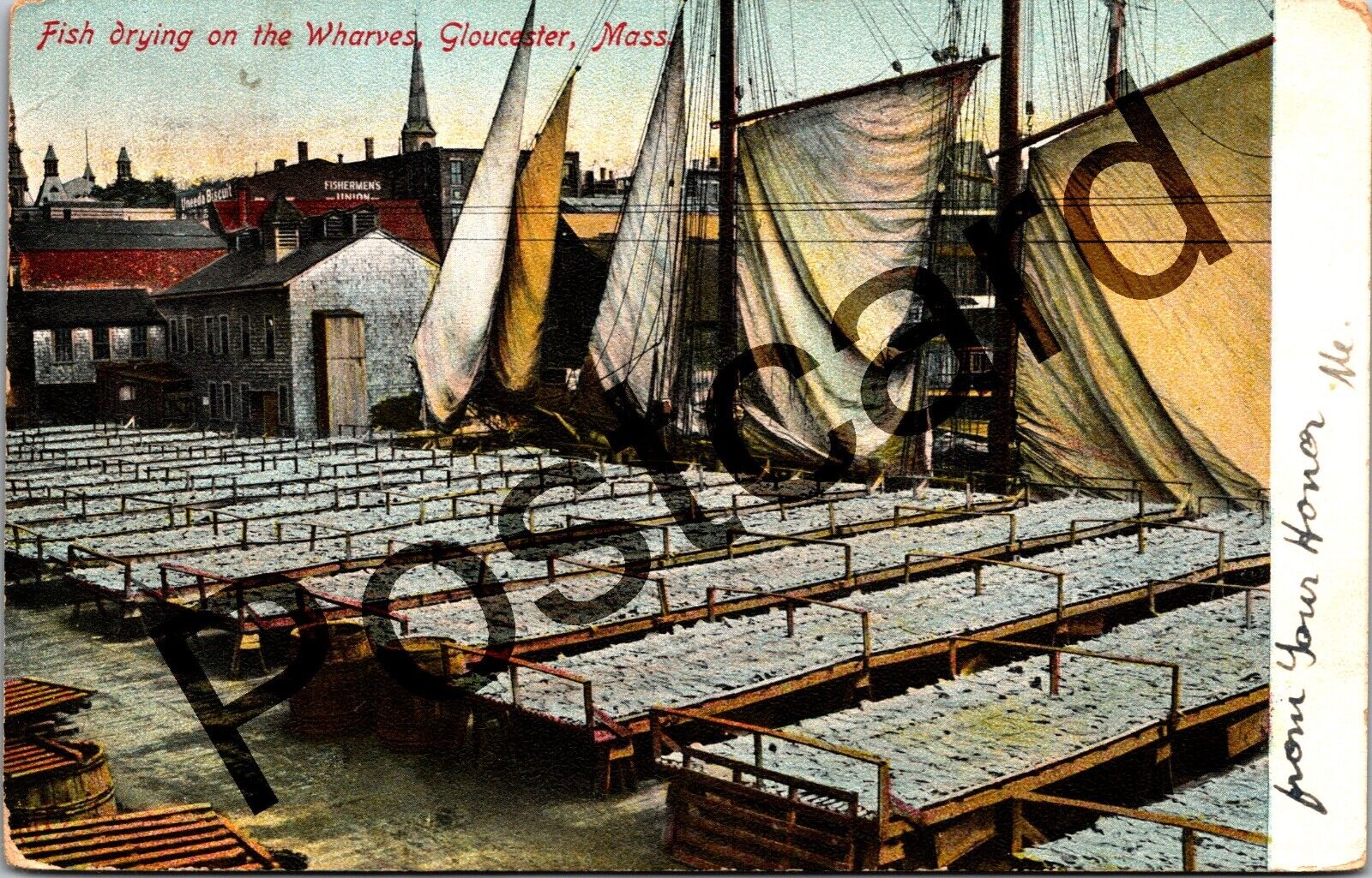 1908 GLOUCESTER MA, Fish drying on the Wharves, Metropolitan News postcard jj120