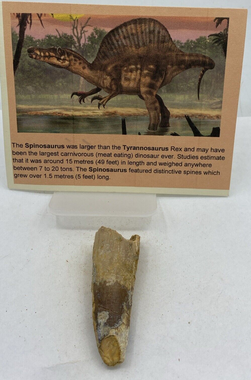 Spinosaurus Teeth Dinosaur F0SSIL Before T Rex Cretaceous J838