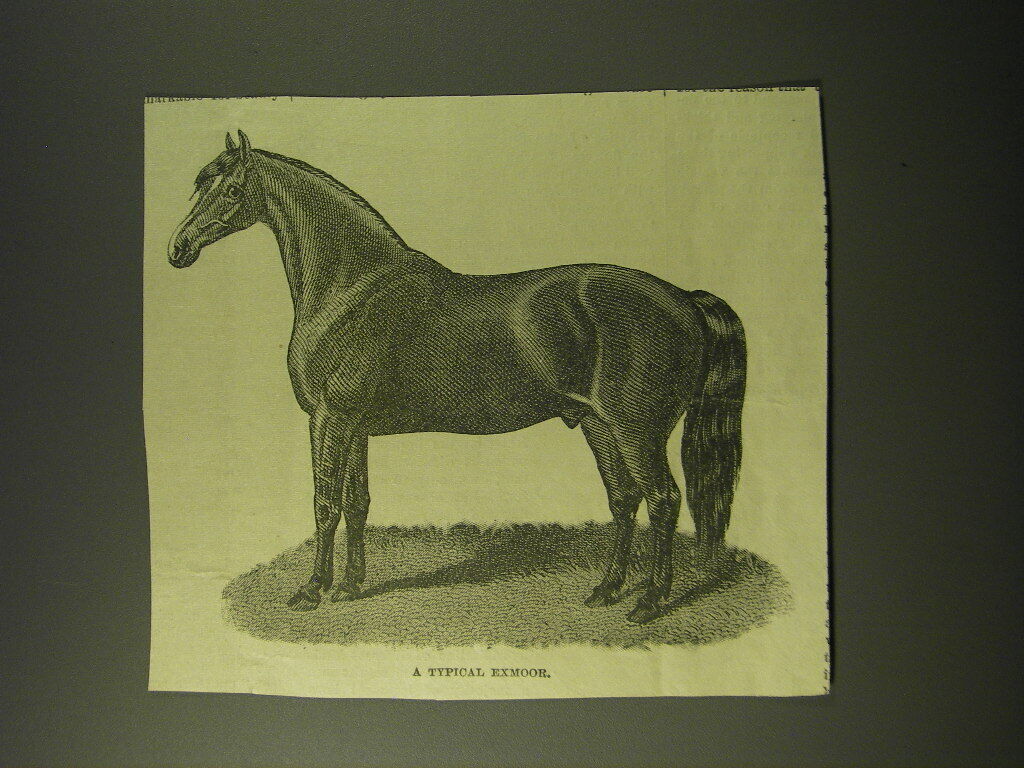 1887 Illustration of a Typical Exmoor Horse