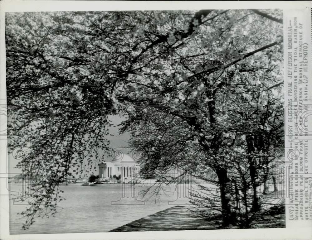1943 Press Photo Cherry Blossoms Frame Jefferson Memorial, Washington