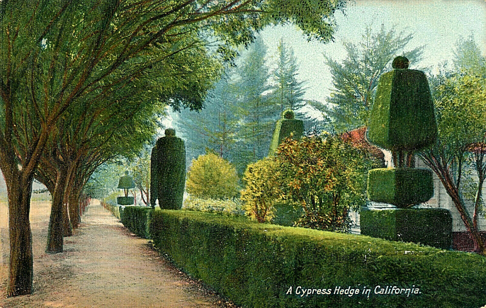 A CYPRESS HEDGE IN CALIFORNIA. CA. SCULPTED HEDGES. M. RIEDER(GERMANY) CA 1907.