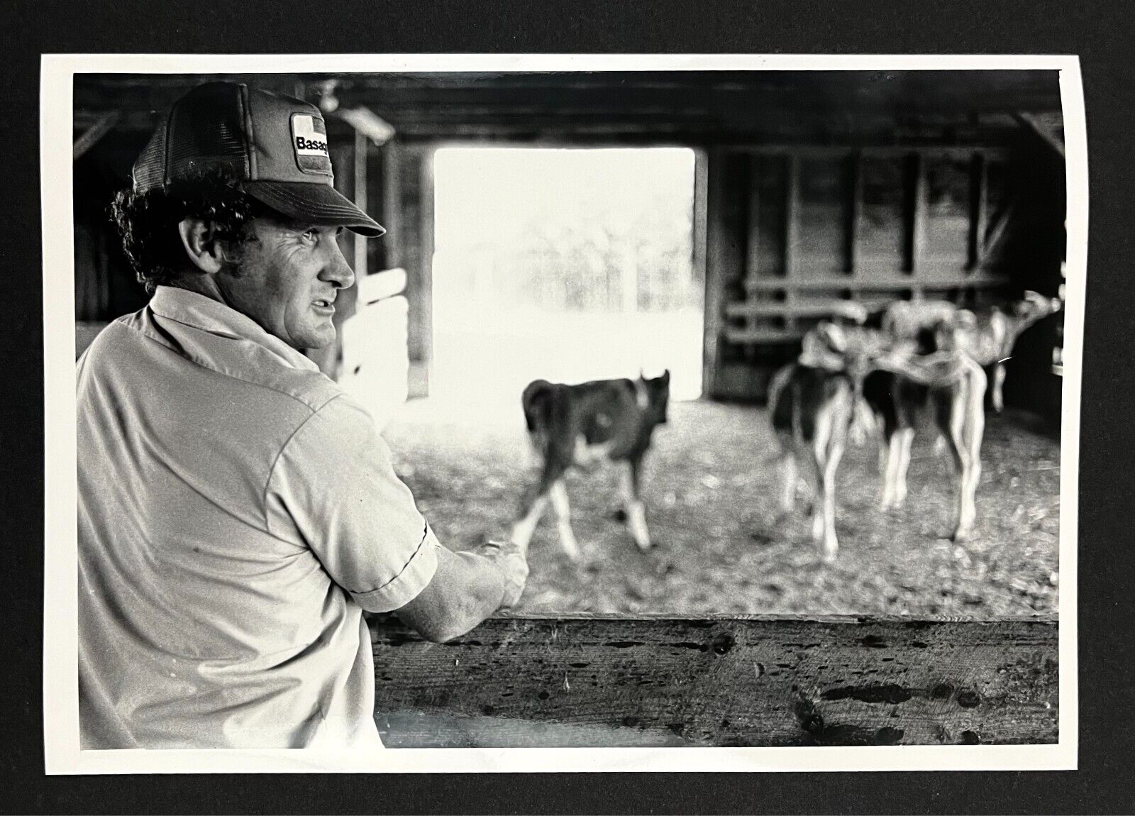 1982 Union County NC Dairy Farmer Braswell Barn Milk Cows Vintage Press Photo